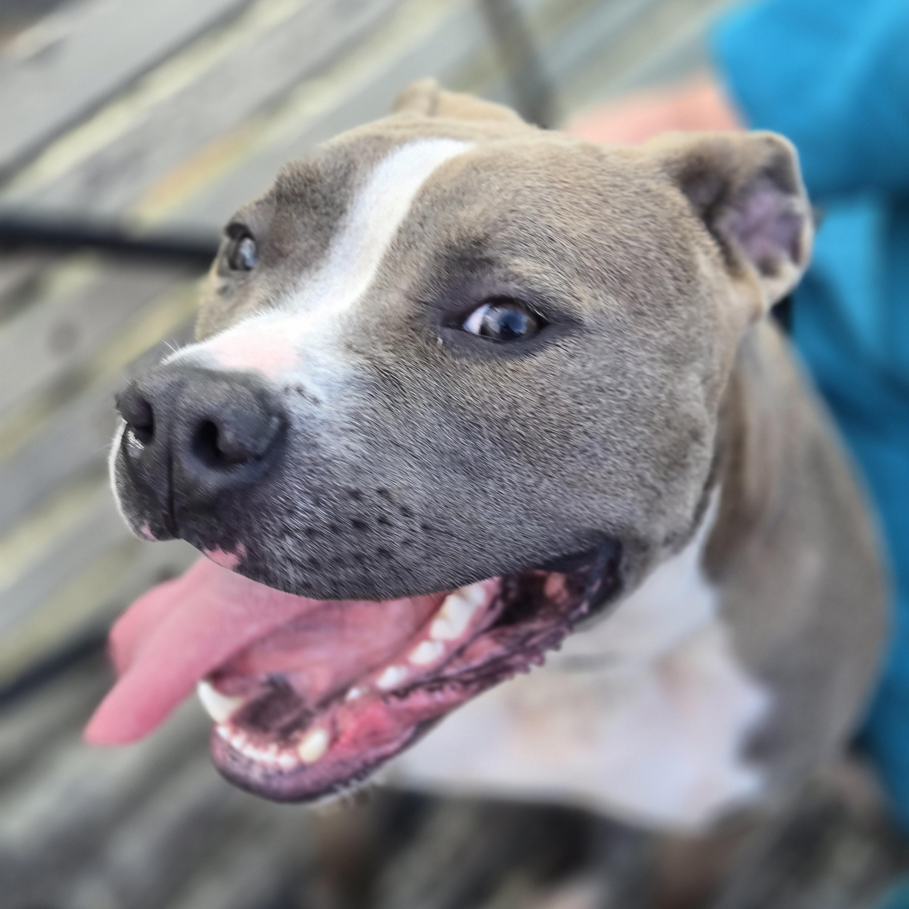 Smoke, Young Male Mixed Breed
