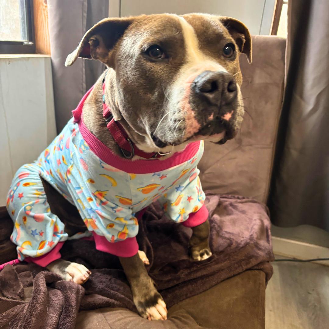 Enlarge Smoke, a Adoptable Mixed Breed in FLEETWOOD, PA image 1/6