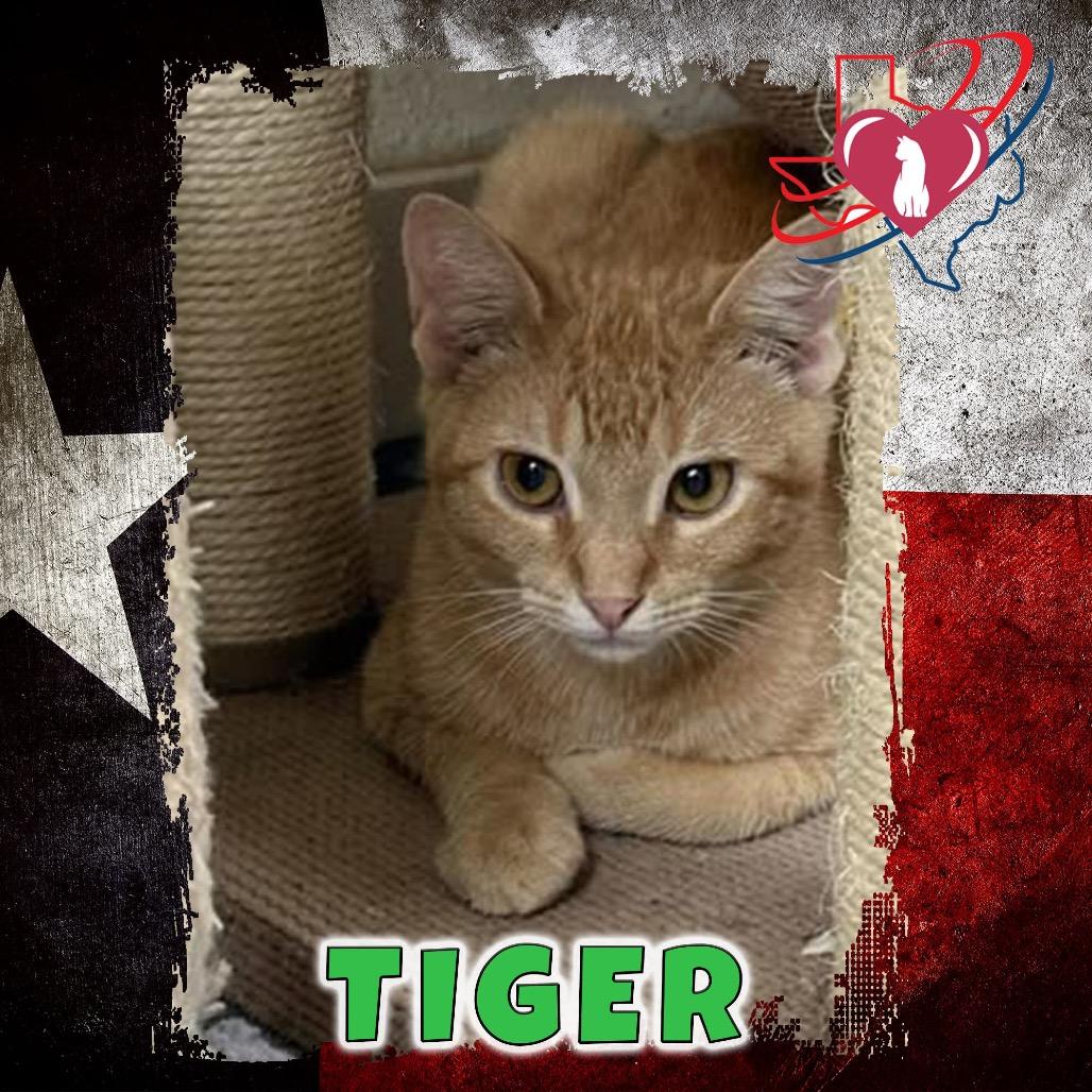 Fire Troll/Tiger, Adoptable, Young Male Domestic Short Hair.