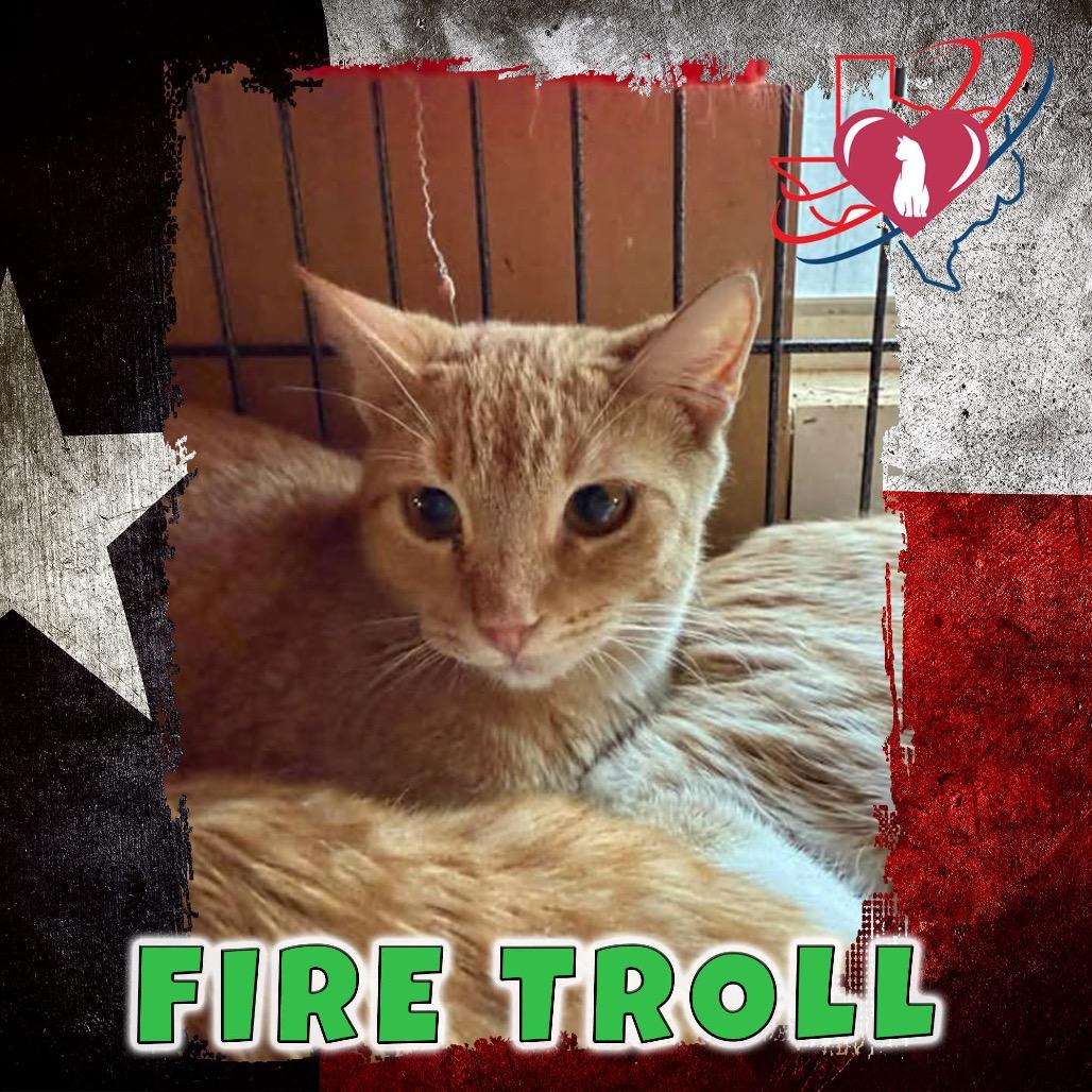 Enlarge Fire Troll/Tiger, a Adoptable Domestic Short Hair in Kingman, AZ image 2/2