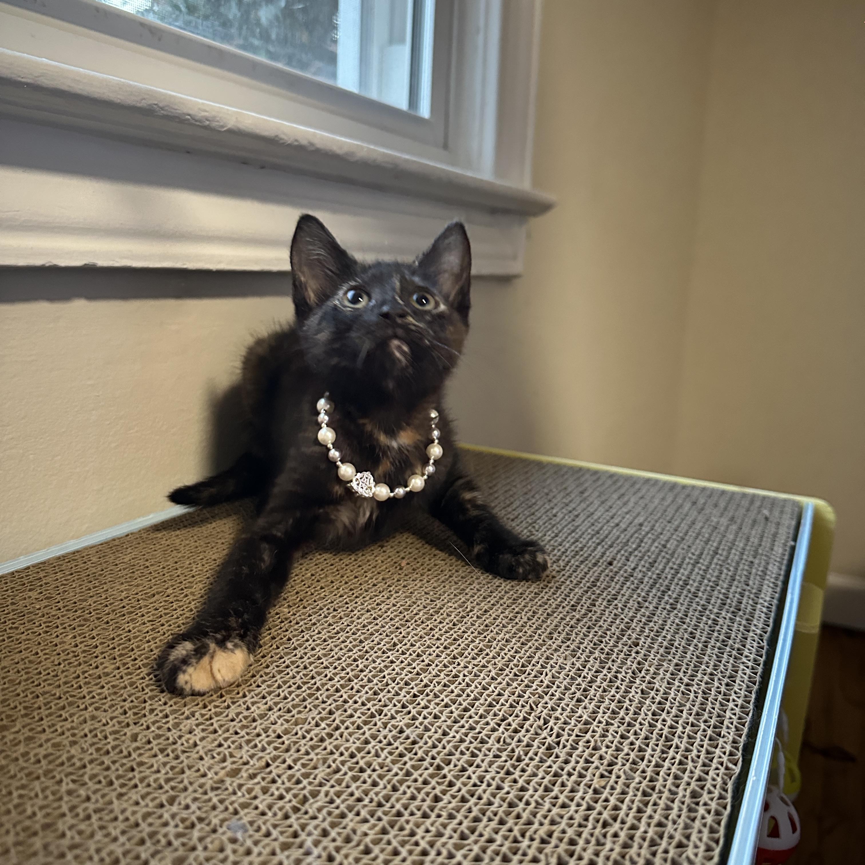 Enlarge Kiki, a Adopted Domestic Short Hair in Mauldin, SC image 3/4