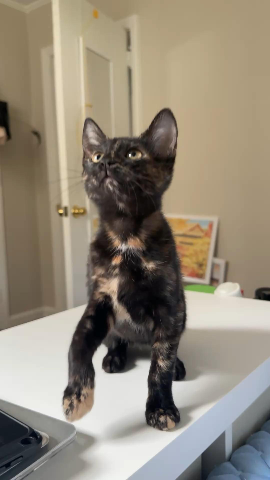 Enlarge Kiki, a Adopted Domestic Short Hair in Mauldin, SC image 2/4