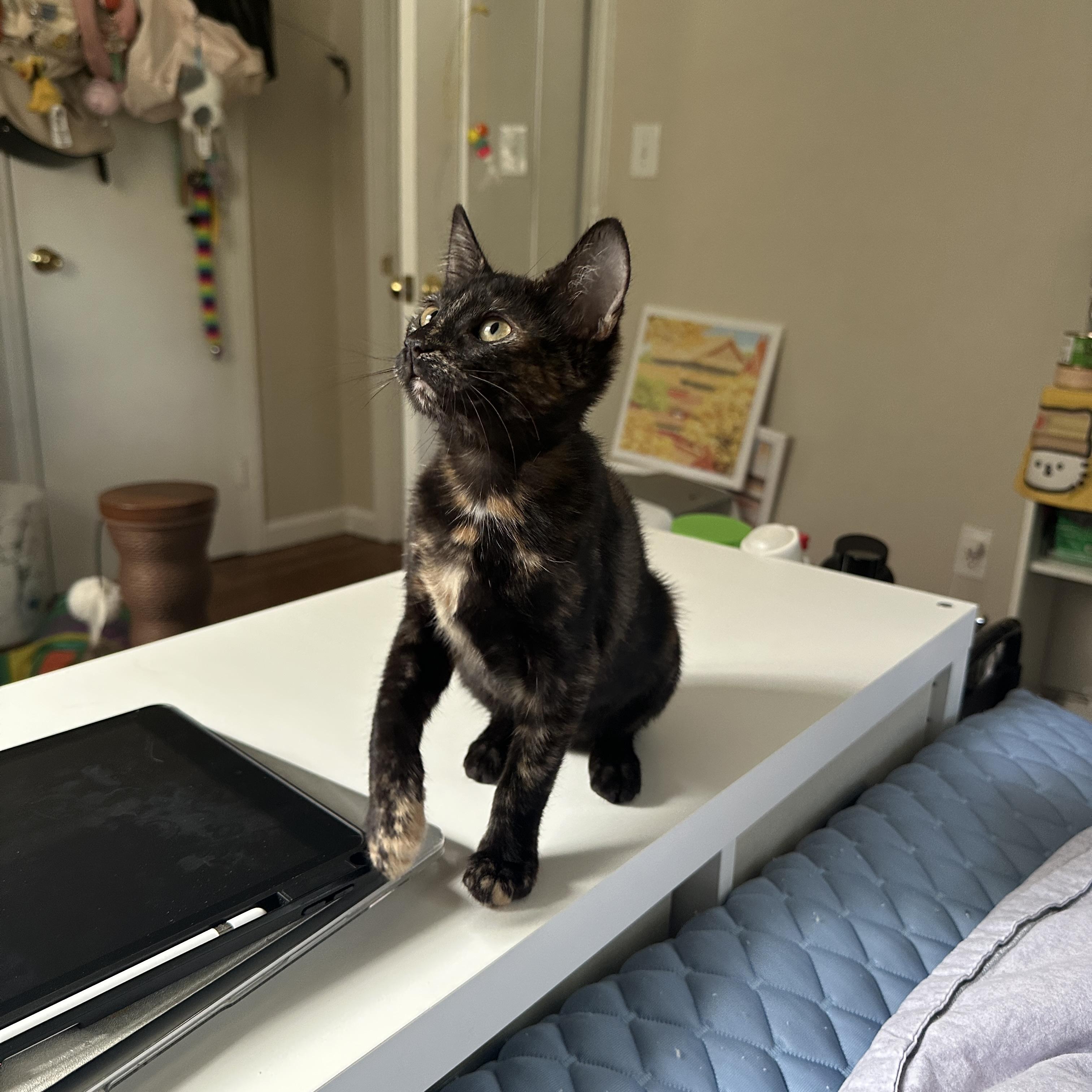 Kiki, Adopted, Kitten Female Domestic Short Hair.