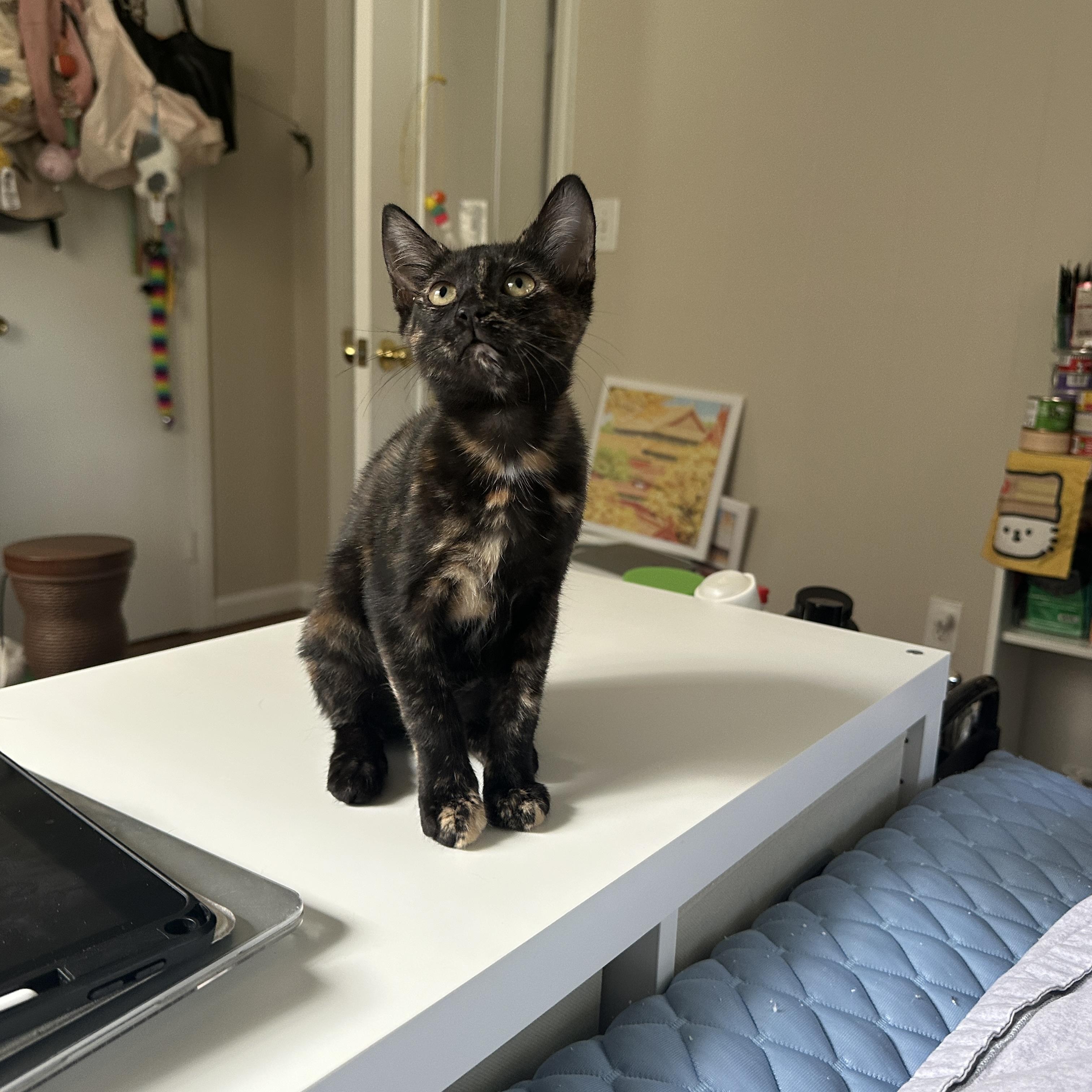 Enlarge Kiki, a Adopted Domestic Short Hair in Mauldin, SC image 4/4