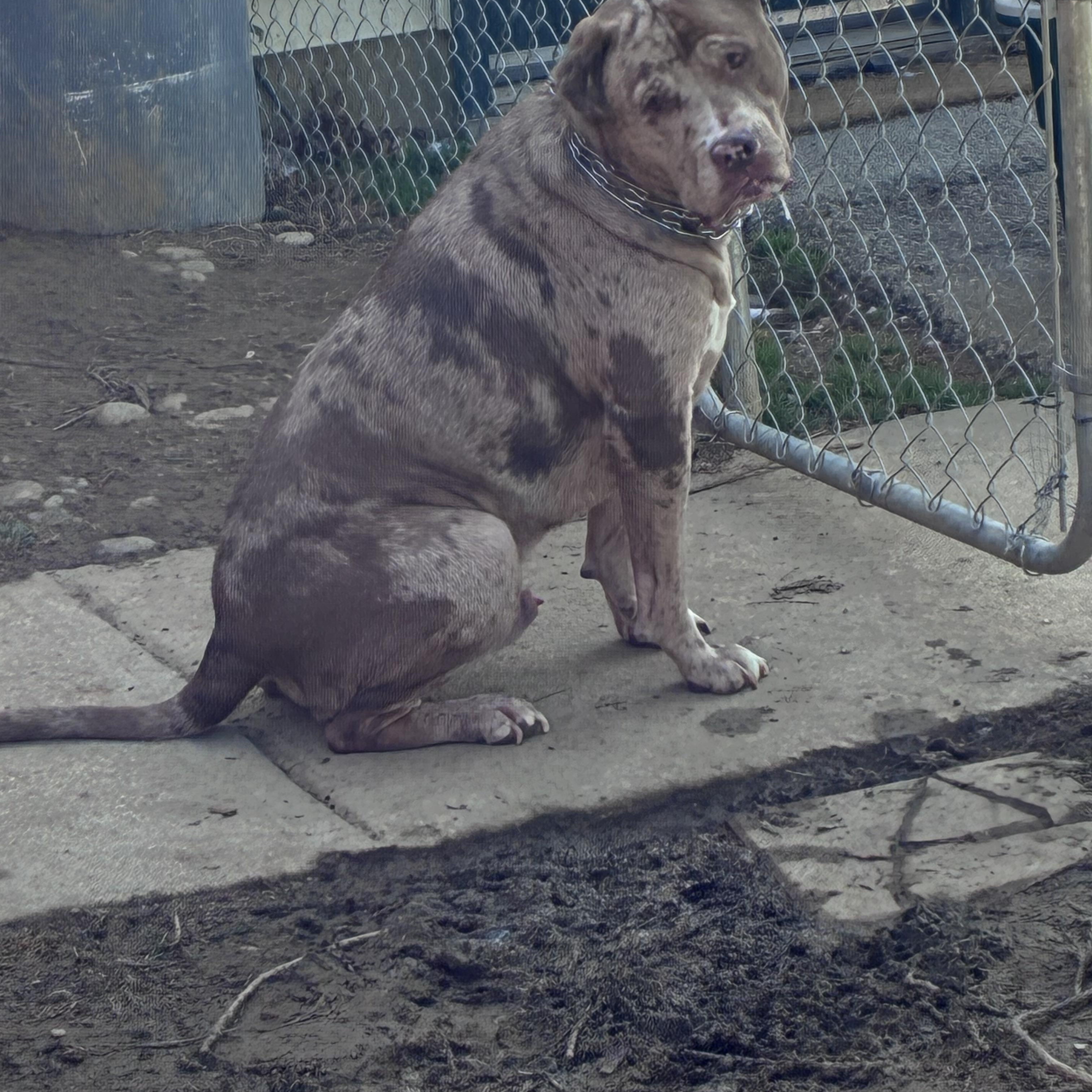 Enlarge Pi, a ADOPTABLE mixed breed in Lincoln University, PA image 1/4