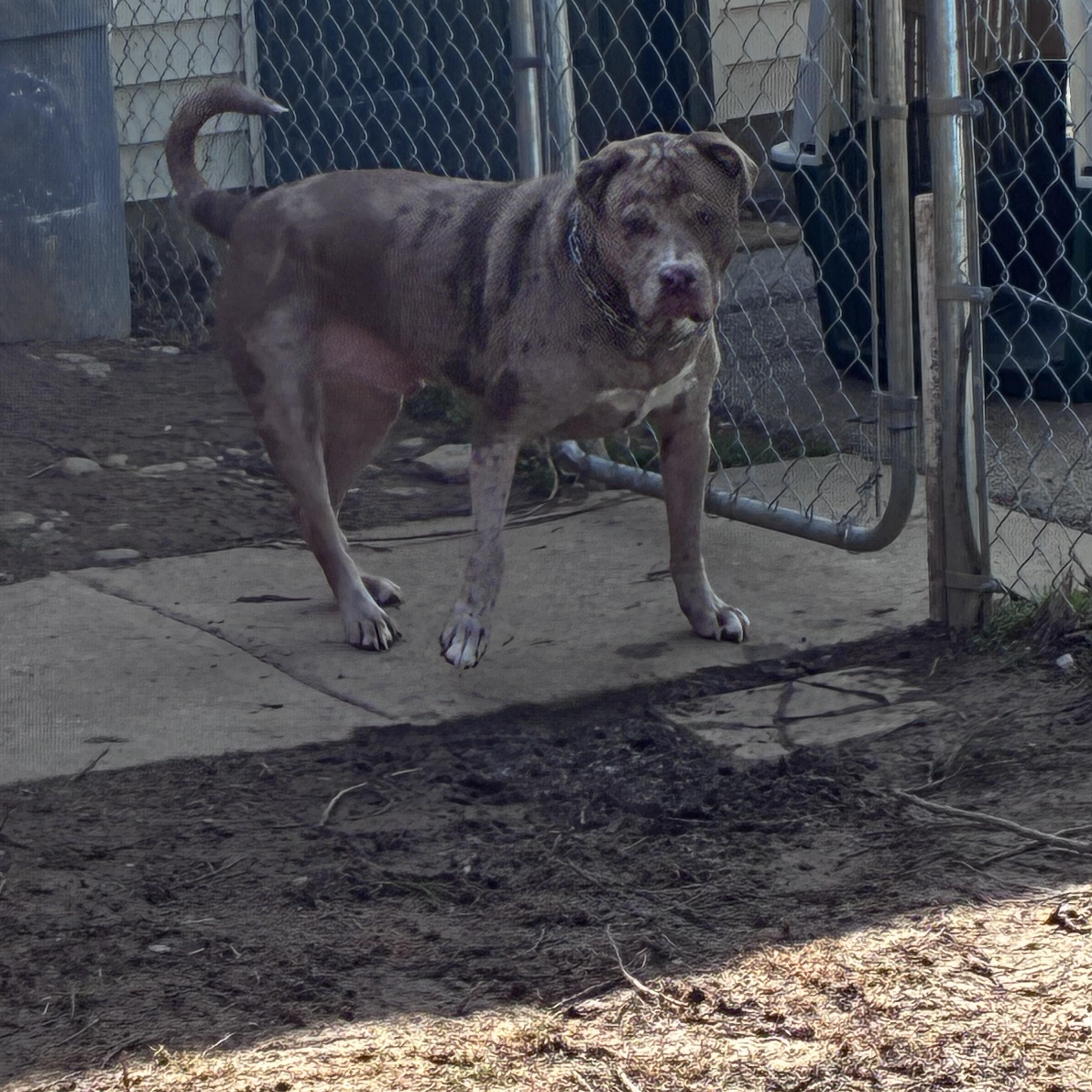 Enlarge Pi, a ADOPTABLE mixed breed in Lincoln University, PA image 4/4