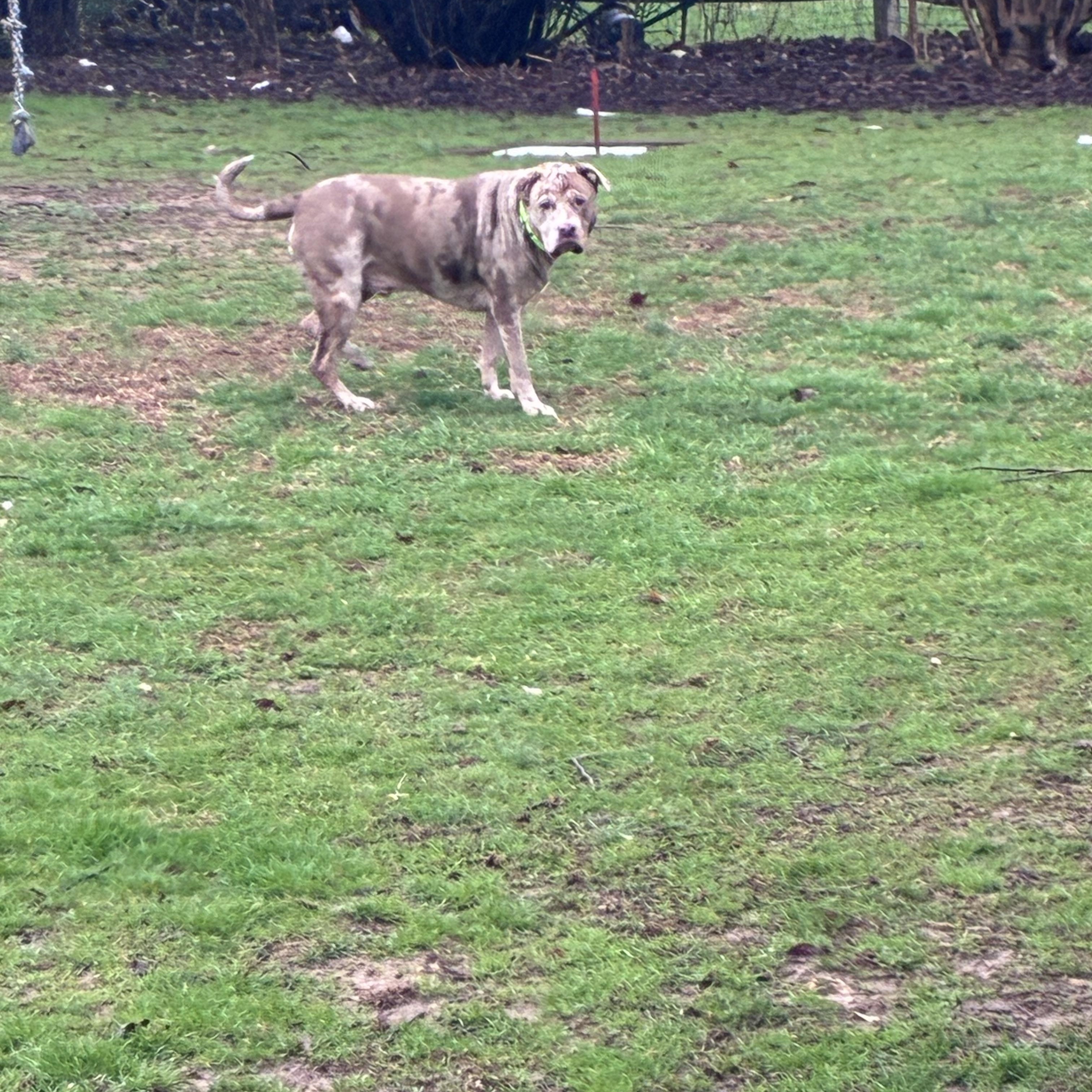 Enlarge Pi, a ADOPTABLE mixed breed in Lincoln University, PA image 2/4