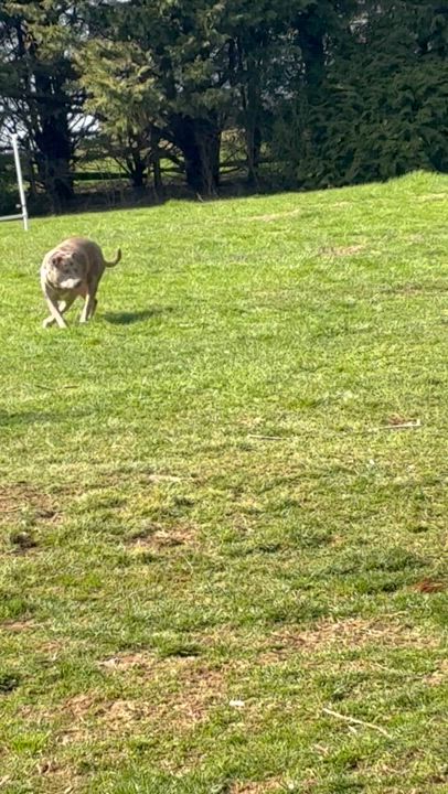 Enlarge Pi, a ADOPTABLE mixed breed in Lincoln University, PA video 3/4