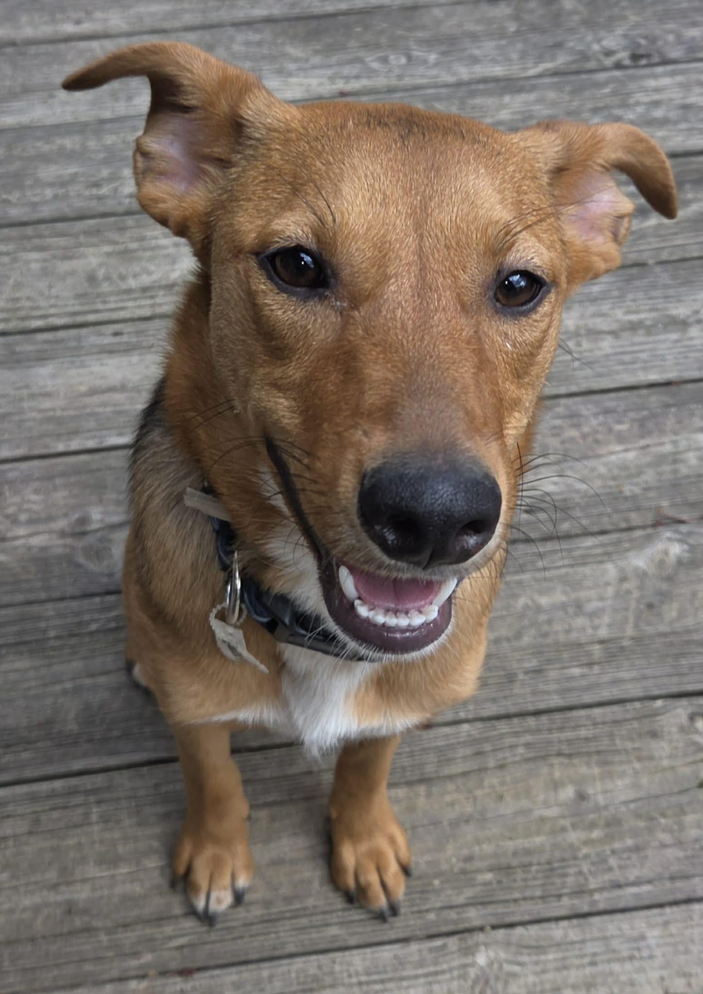 Honey, a Adoptable mixed breed in Pomfret Center, CT image 1/3