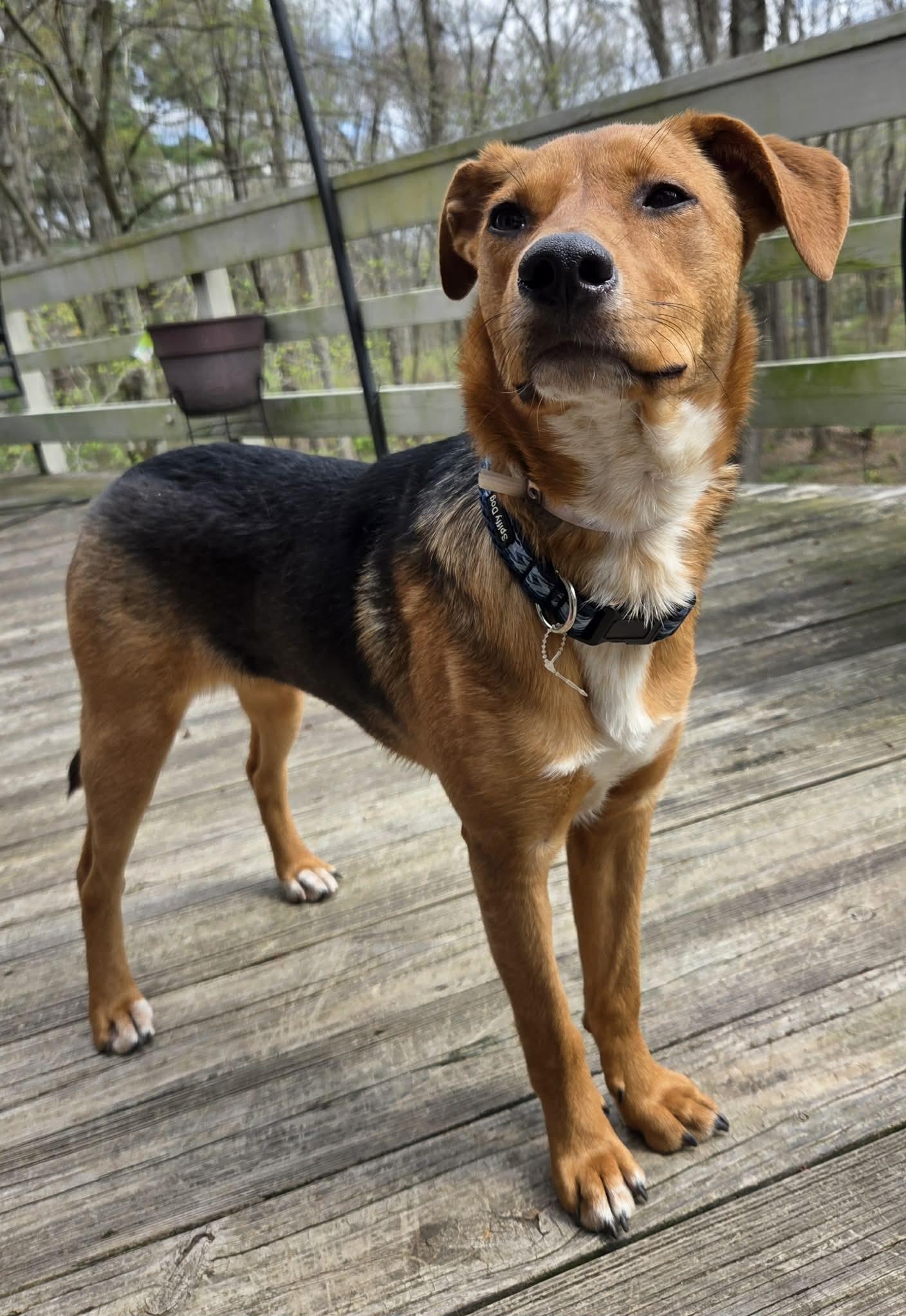 Honey, a Adoptable mixed breed in Pomfret Center, CT image 2/3