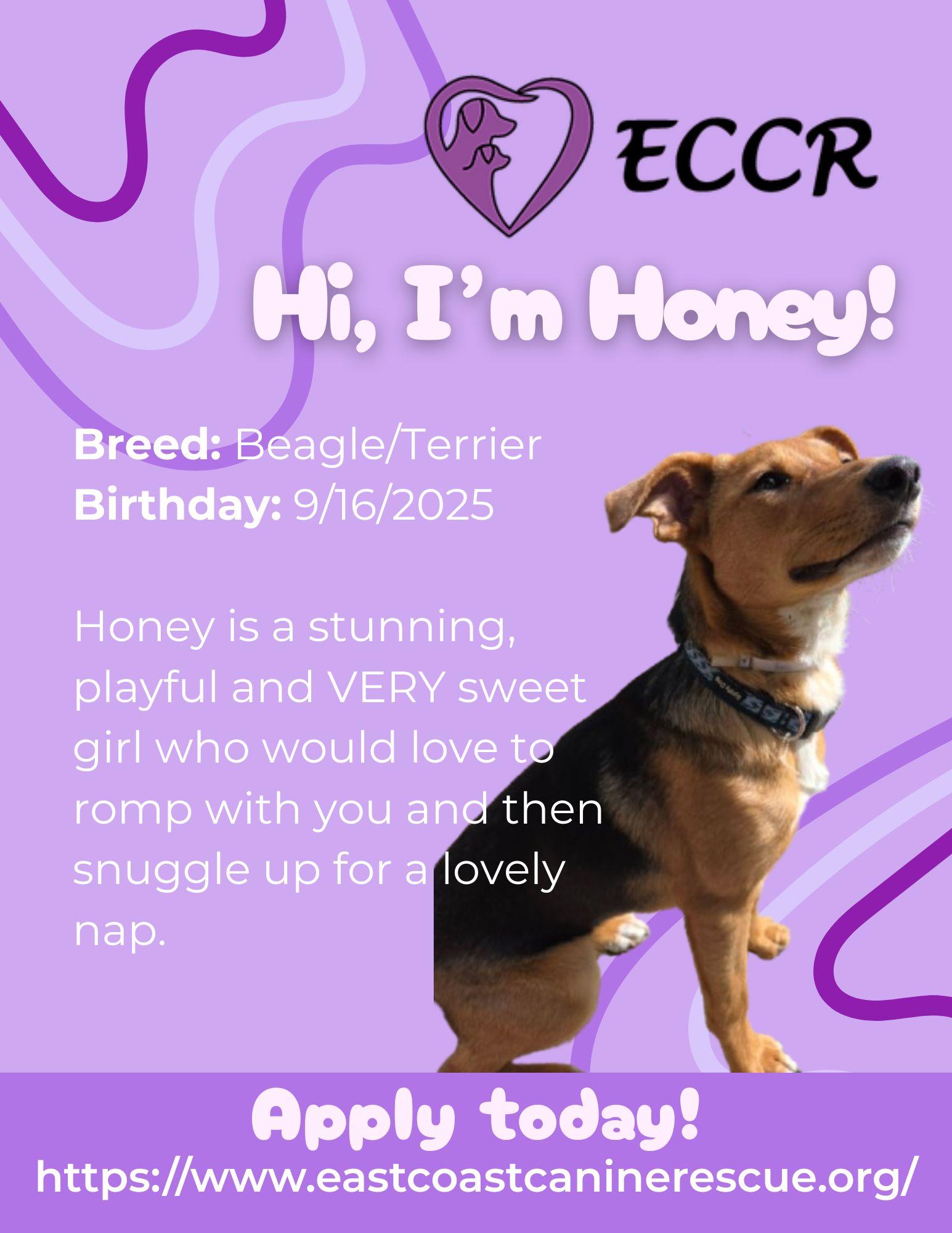 Honey, a Adoptable mixed breed in Pomfret Center, CT image 3/3