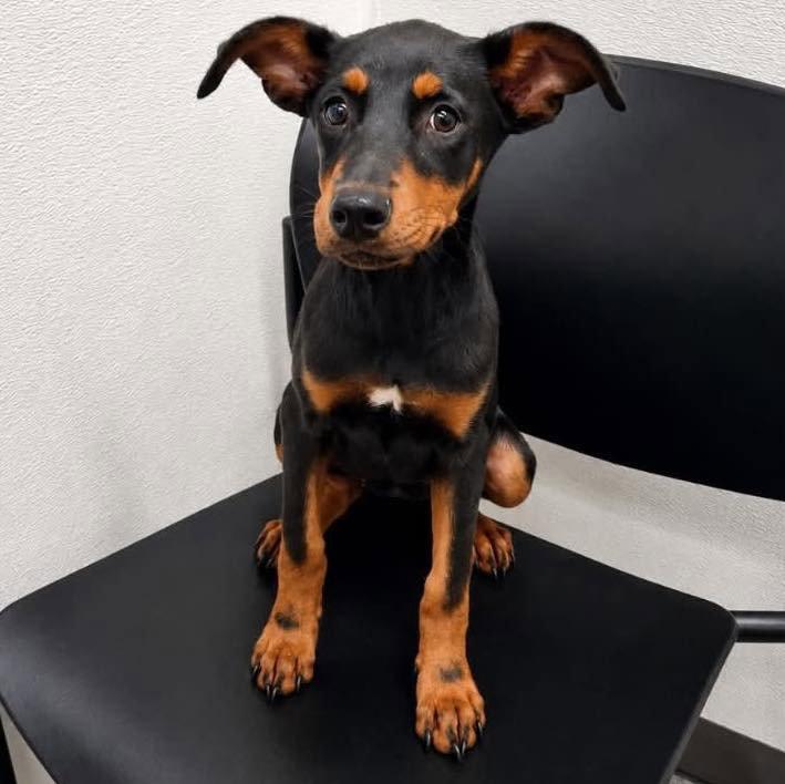 Pepper, Adopted, Puppy Male Doberman Pinscher.