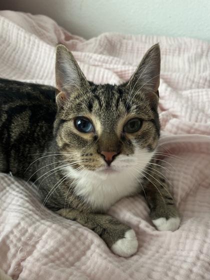 Tina, a Adoptable mixed breed in Hillsboro, OR image 1/3