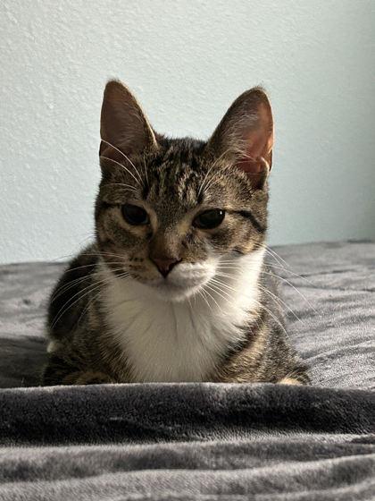 Tina, a Adoptable mixed breed in Hillsboro, OR image 2/3
