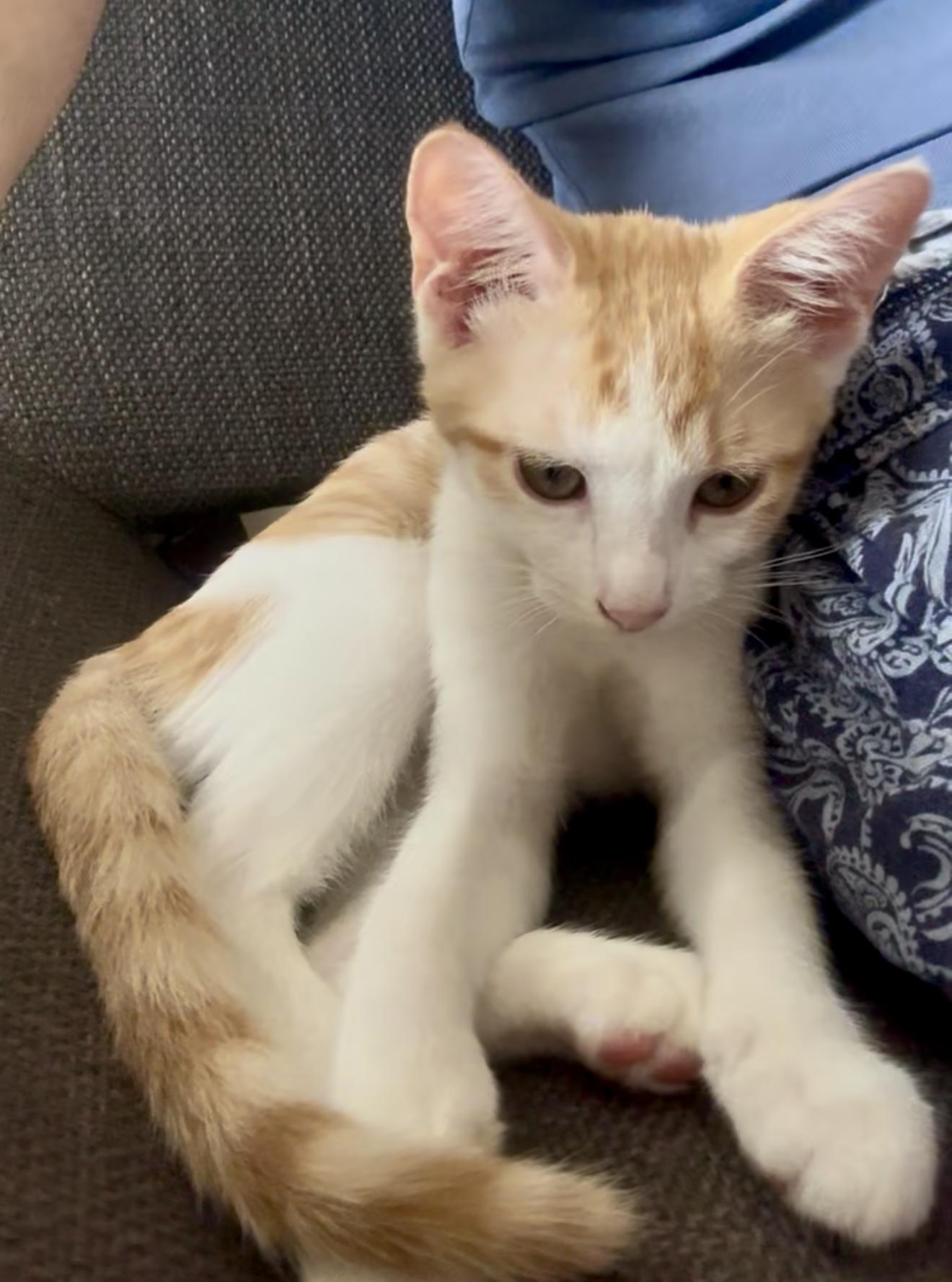 Pia =^.^=