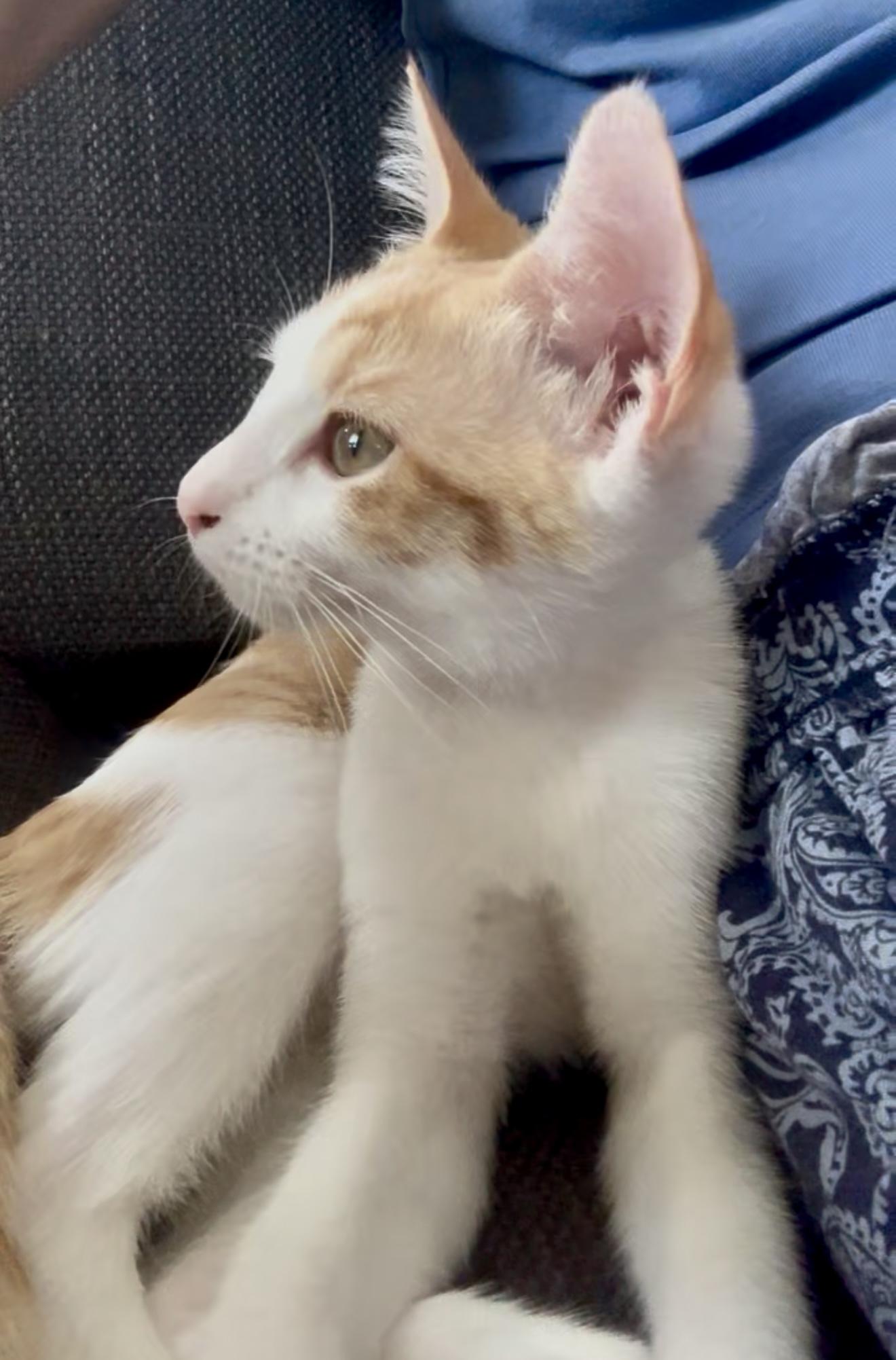 Pia =^.^=