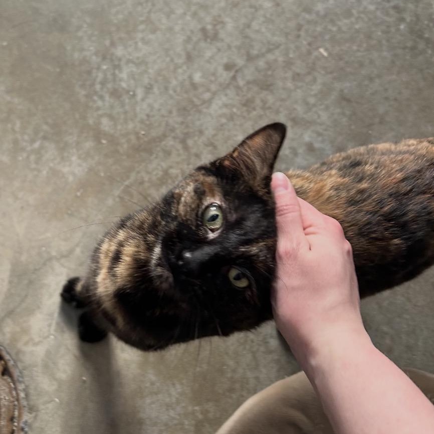 Enlarge Jet, a ADOPTABLE Tortoiseshell in Bonners Ferry, ID image 2/4