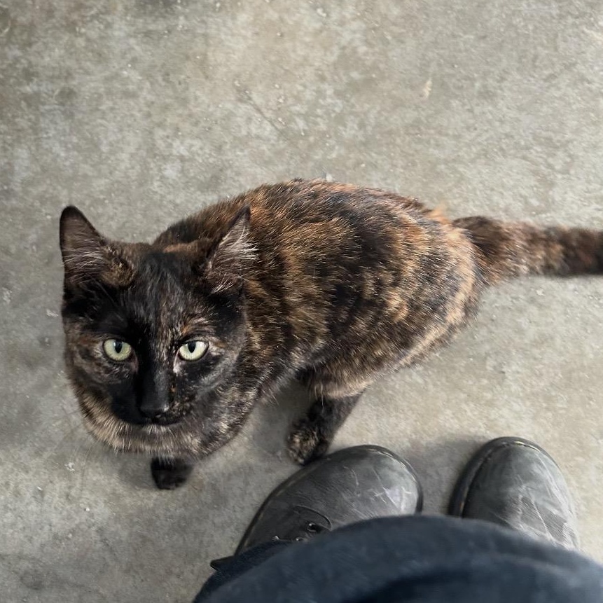 Enlarge Jet, a ADOPTABLE Tortoiseshell in Bonners Ferry, ID image 4/4