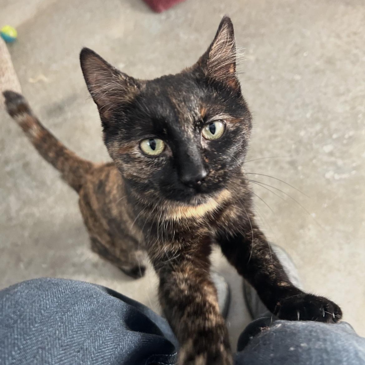 Jet, ADOPTABLE, Young Female Tortoiseshell.