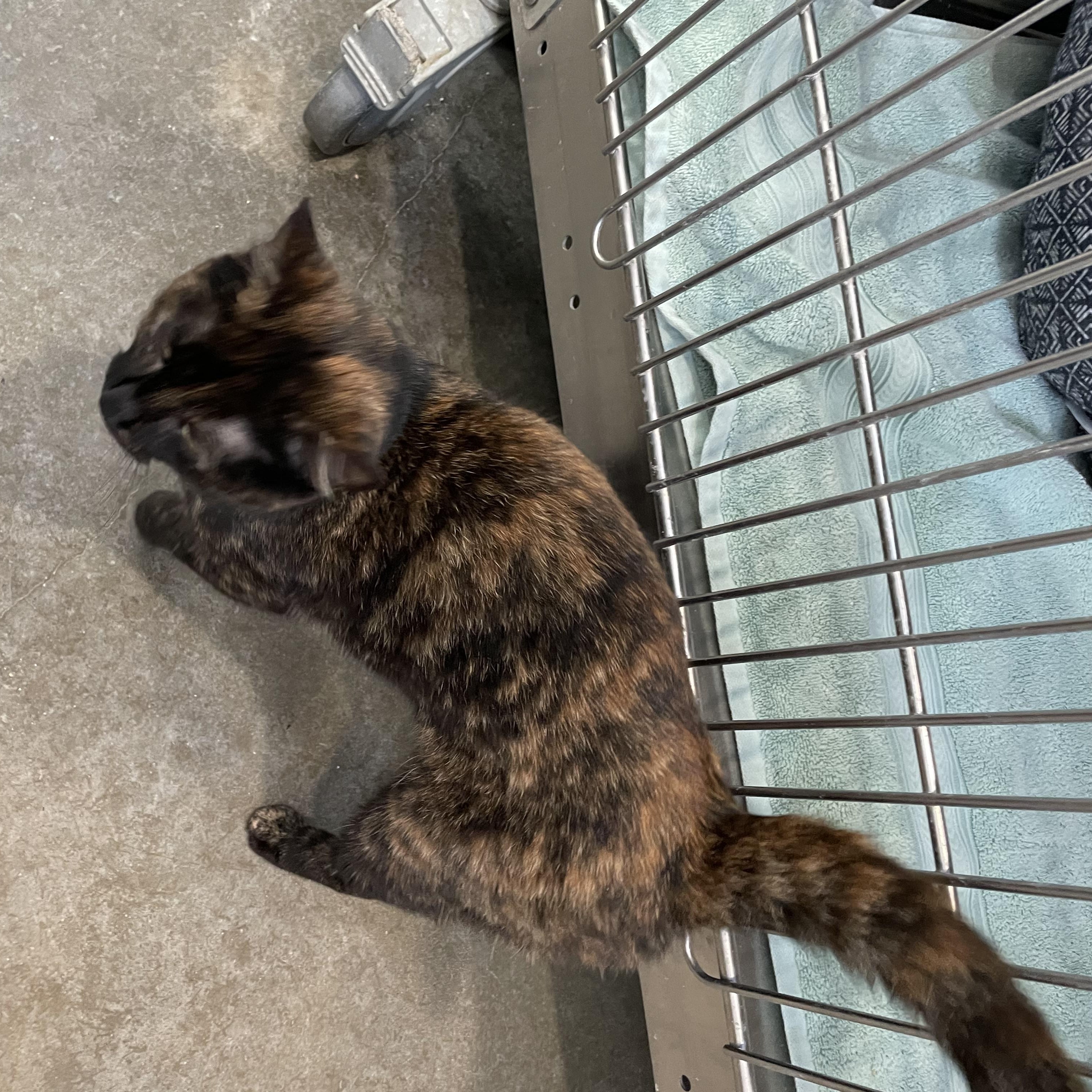 Enlarge Jet, a ADOPTABLE Tortoiseshell in Bonners Ferry, ID image 3/4