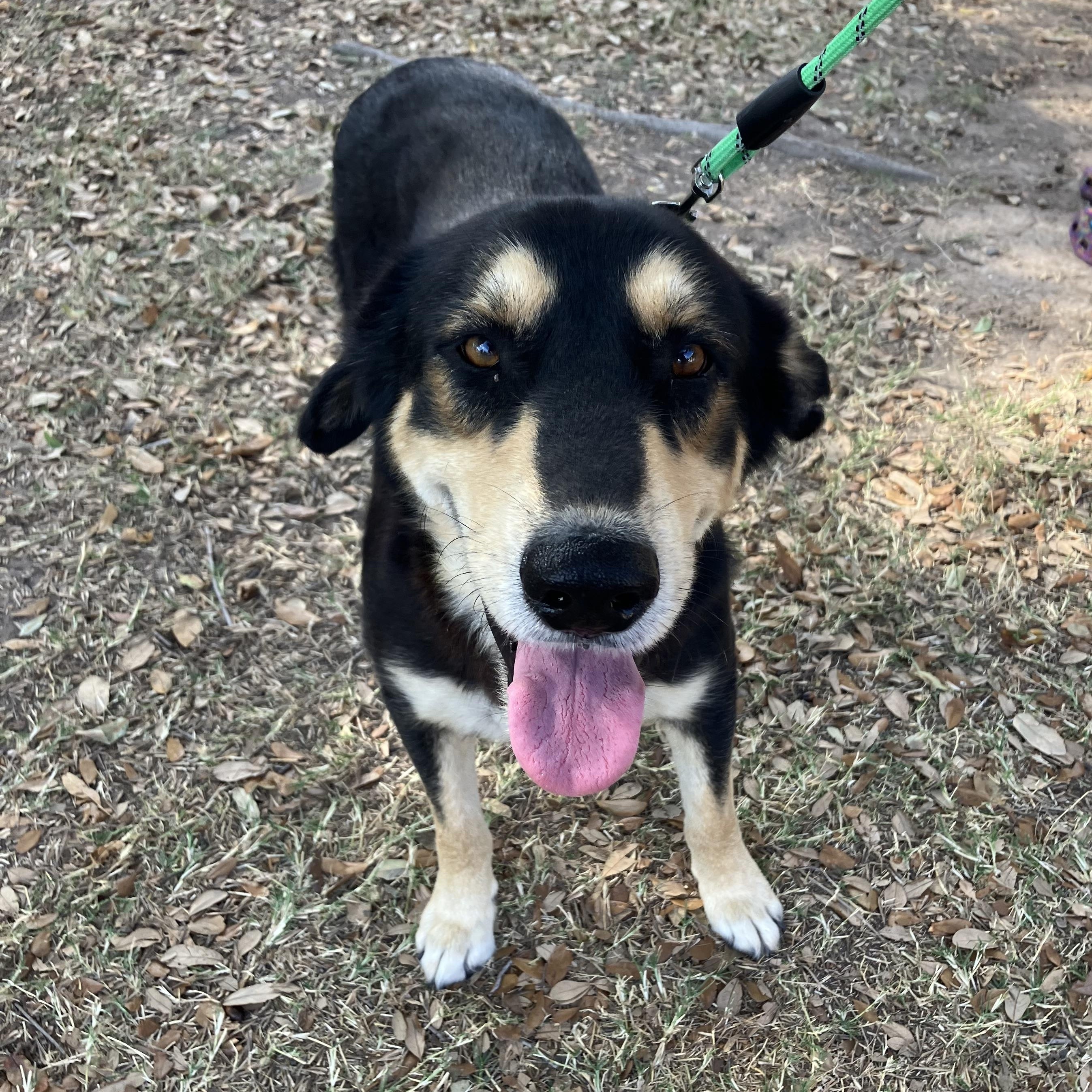 Spikey, Young Male Australian Kelpie