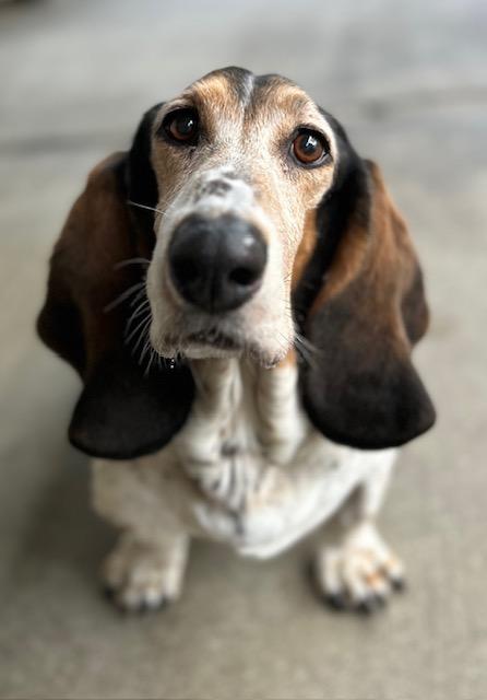 Rambo, a Adoptable Basset Hound in Canoga Park, CA image 3/9