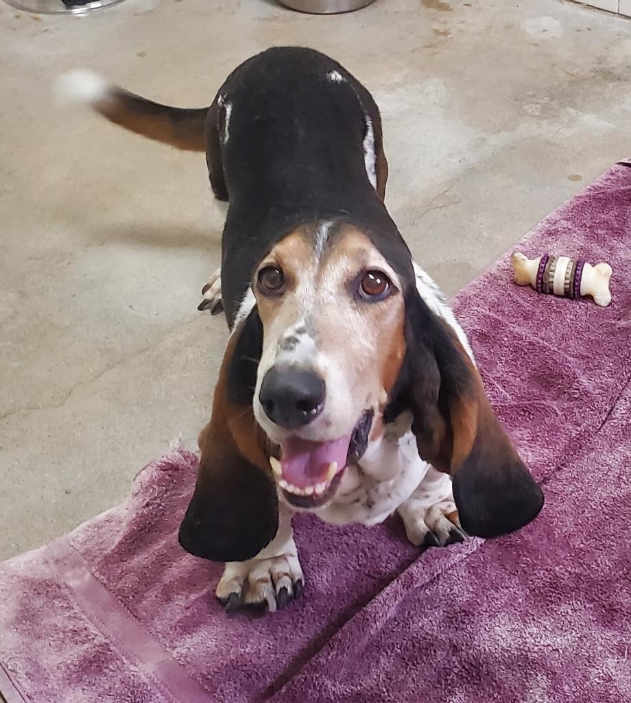 Rambo, a Adoptable Basset Hound in Canoga Park, CA image 1/9