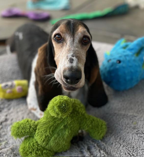 Enlarge Rambo, a Adoptable Basset Hound in Canoga Park, CA image 9/9