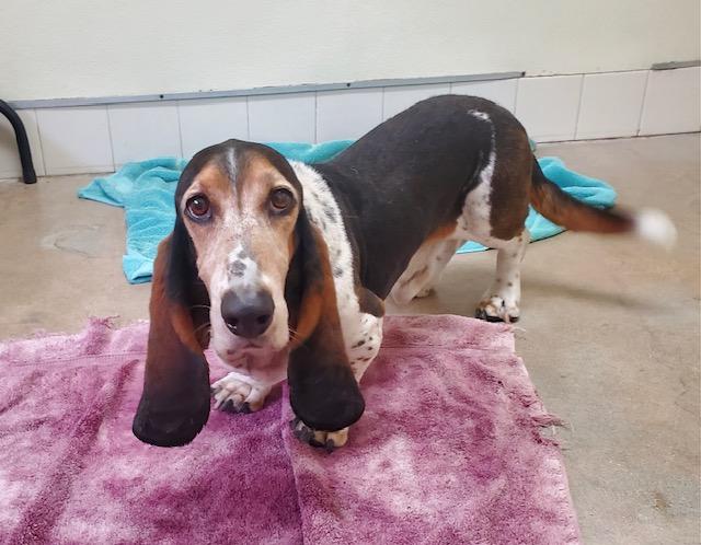 Rambo, a Adoptable Basset Hound in Canoga Park, CA image 5/9
