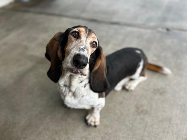 Enlarge Rambo, a Adoptable Basset Hound in Canoga Park, CA image 7/9