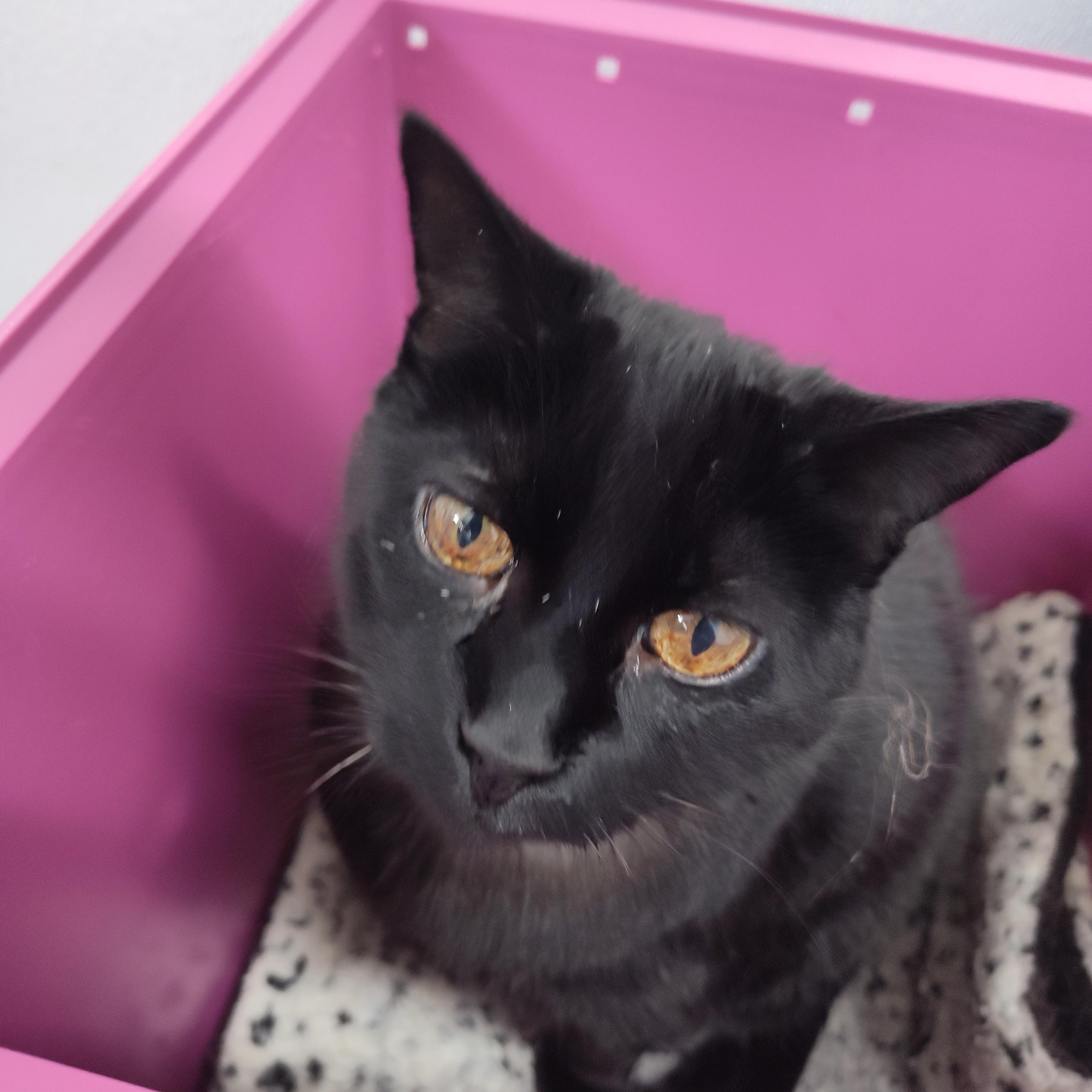 Zeeva, ADOPTABLE, Adult Female Domestic Short Hair.