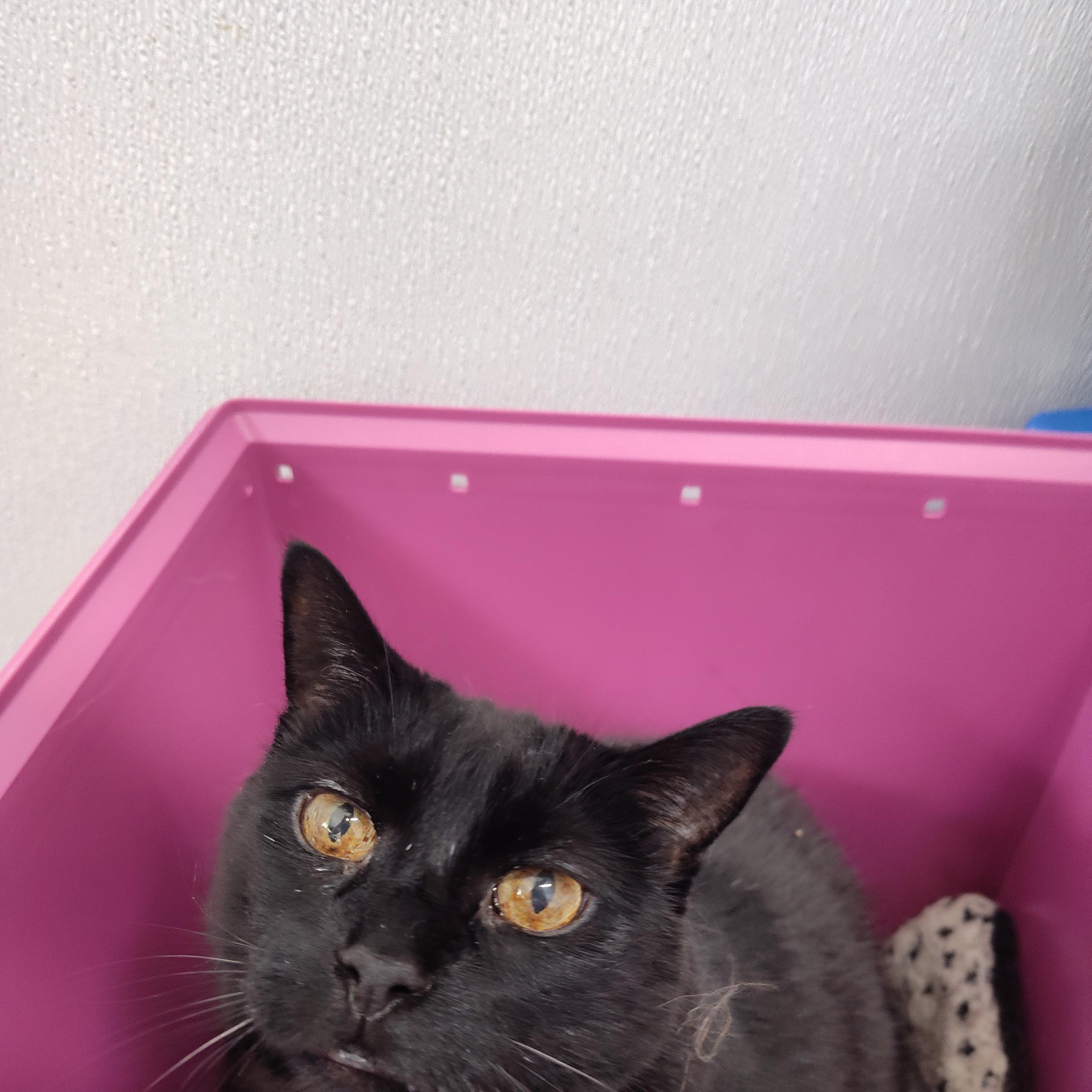 Enlarge Zeeva, a ADOPTABLE Domestic Short Hair in Stockbridge, MI image 2/4