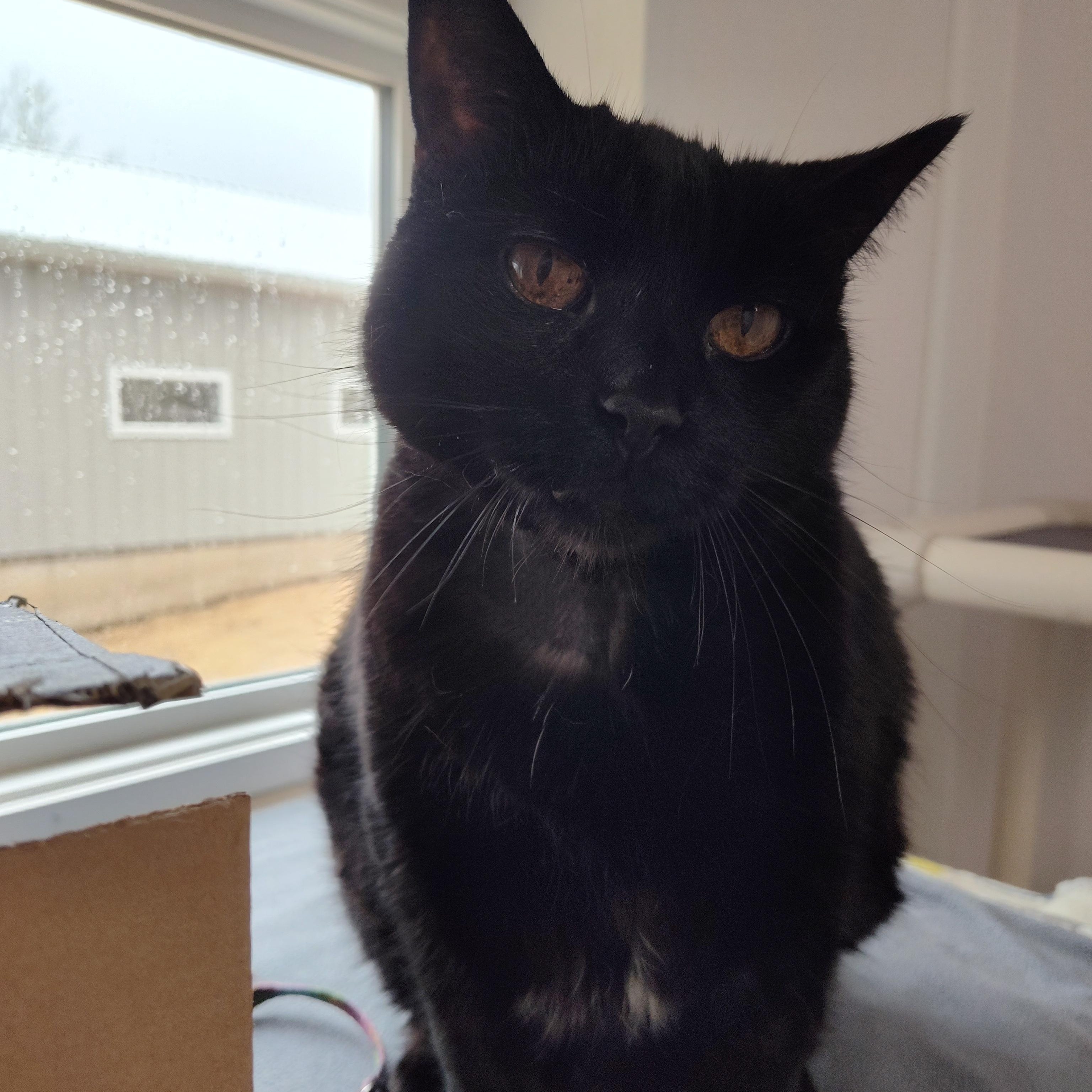 Enlarge Zeeva, a ADOPTABLE Domestic Short Hair in Stockbridge, MI image 2/2