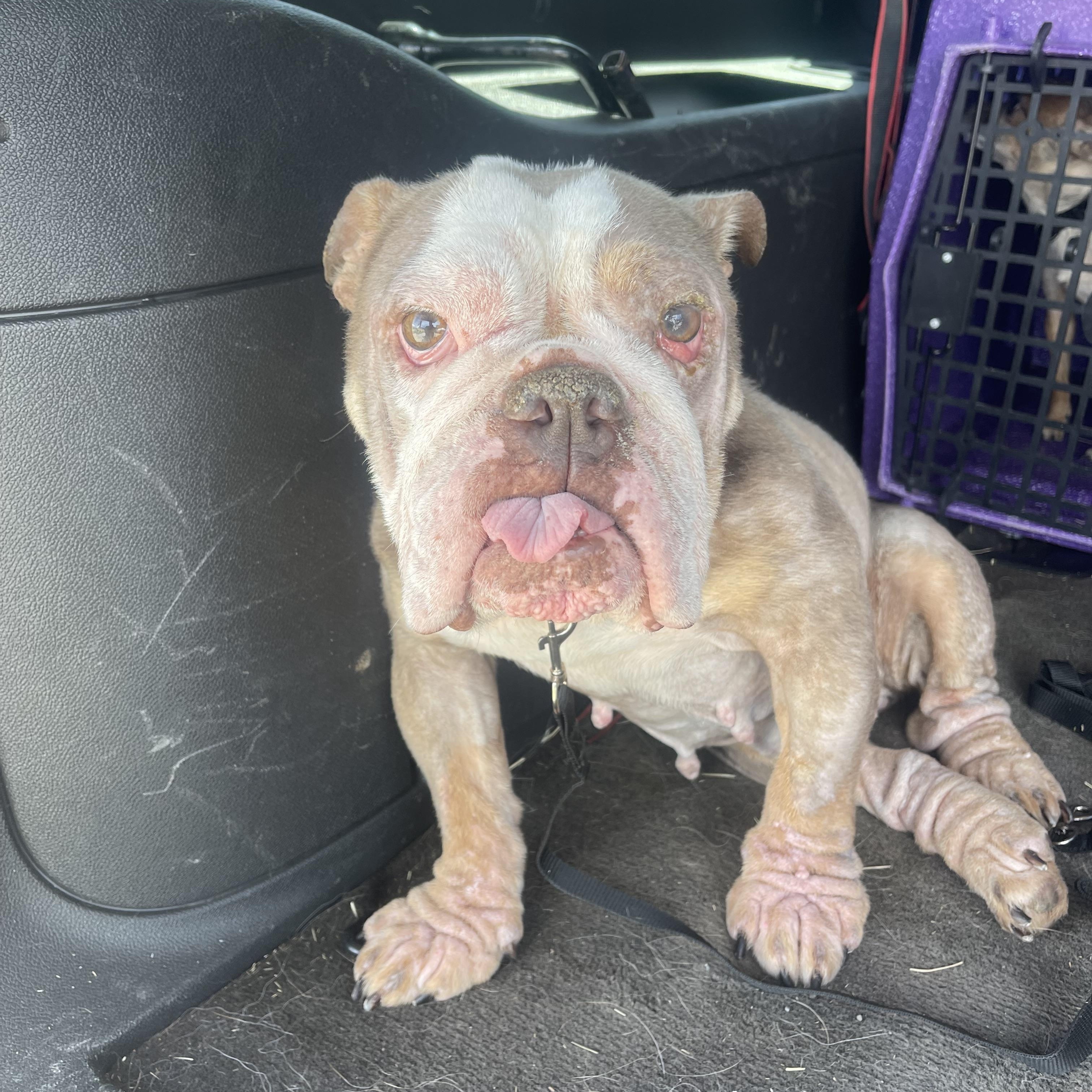 Enlarge Josie, a Adoptable English Bulldog in Baton Rouge, LA image 6/6