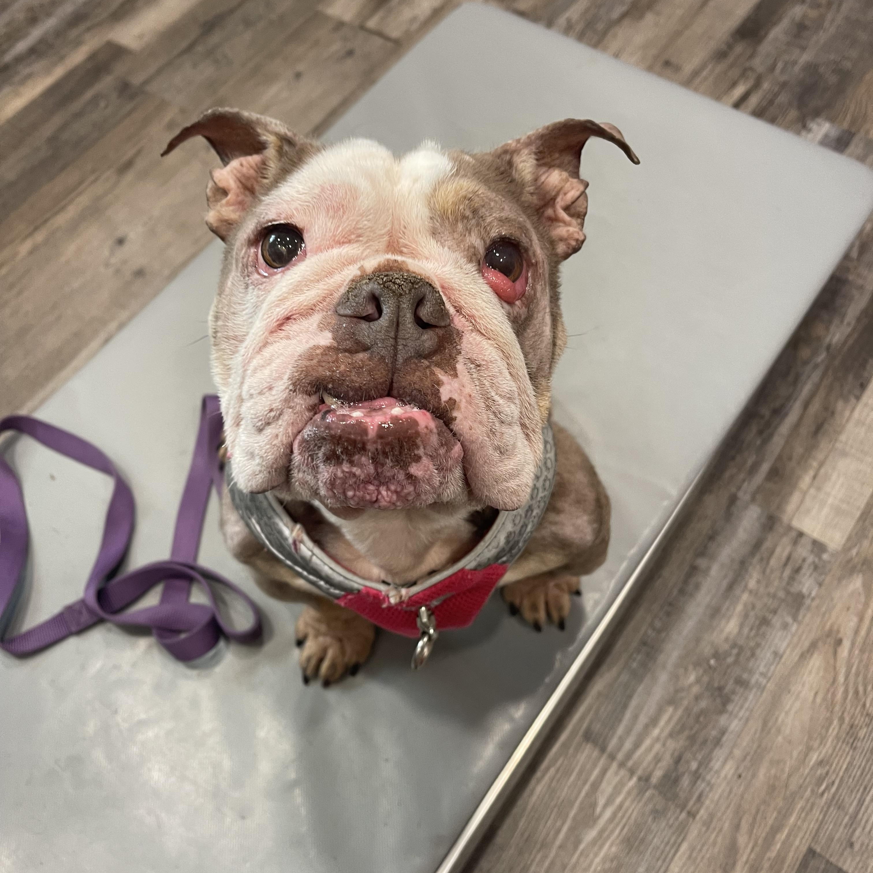 Josie, Adoptable, Senior Female English Bulldog.