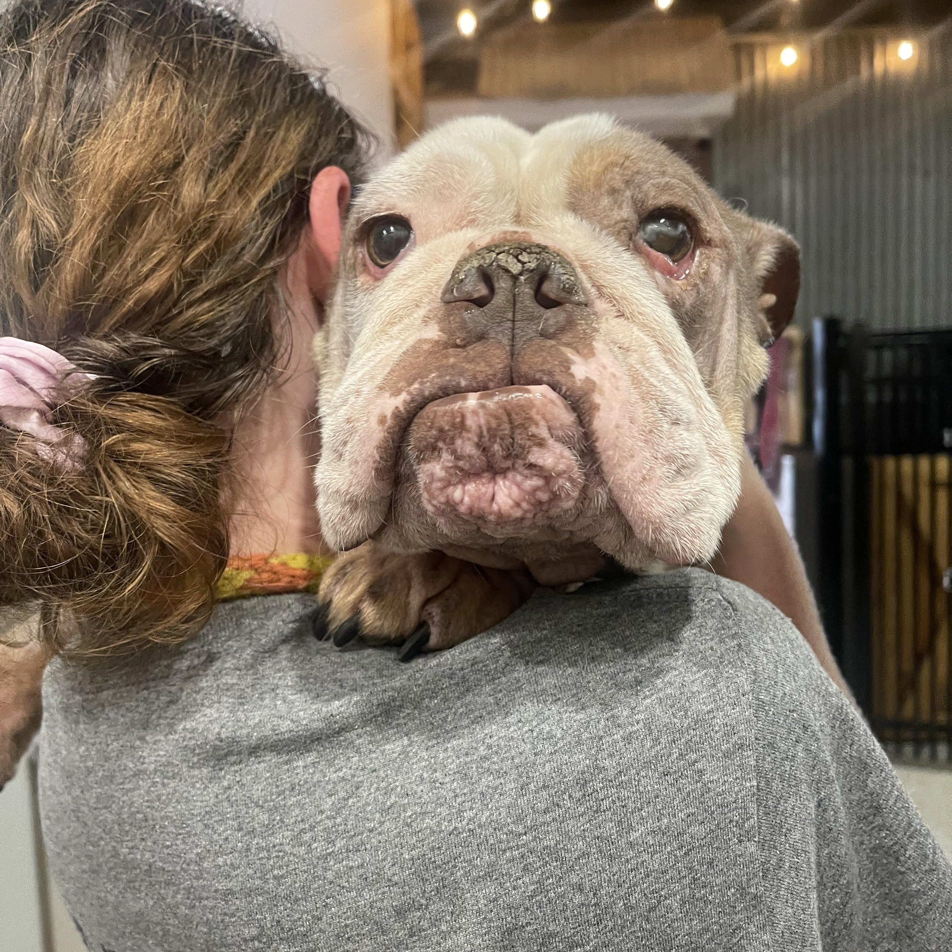 Enlarge Josie, a Adoptable English Bulldog in Baton Rouge, LA image 3/6