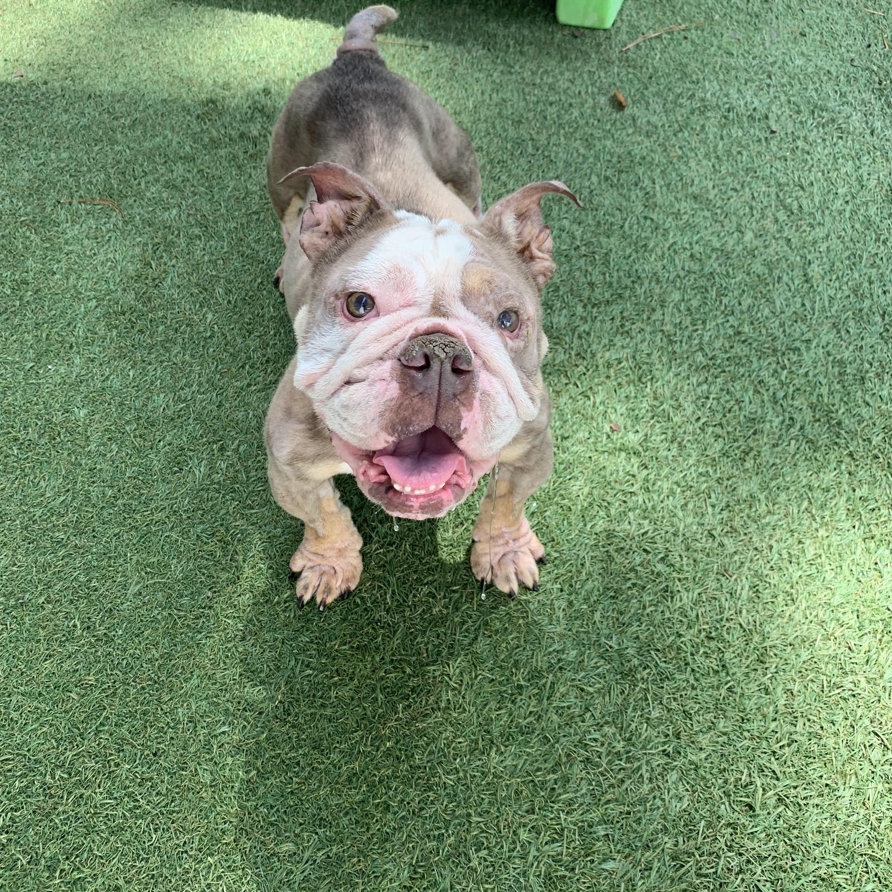 Enlarge Josie, a Adoptable English Bulldog in Baton Rouge, LA image 5/6