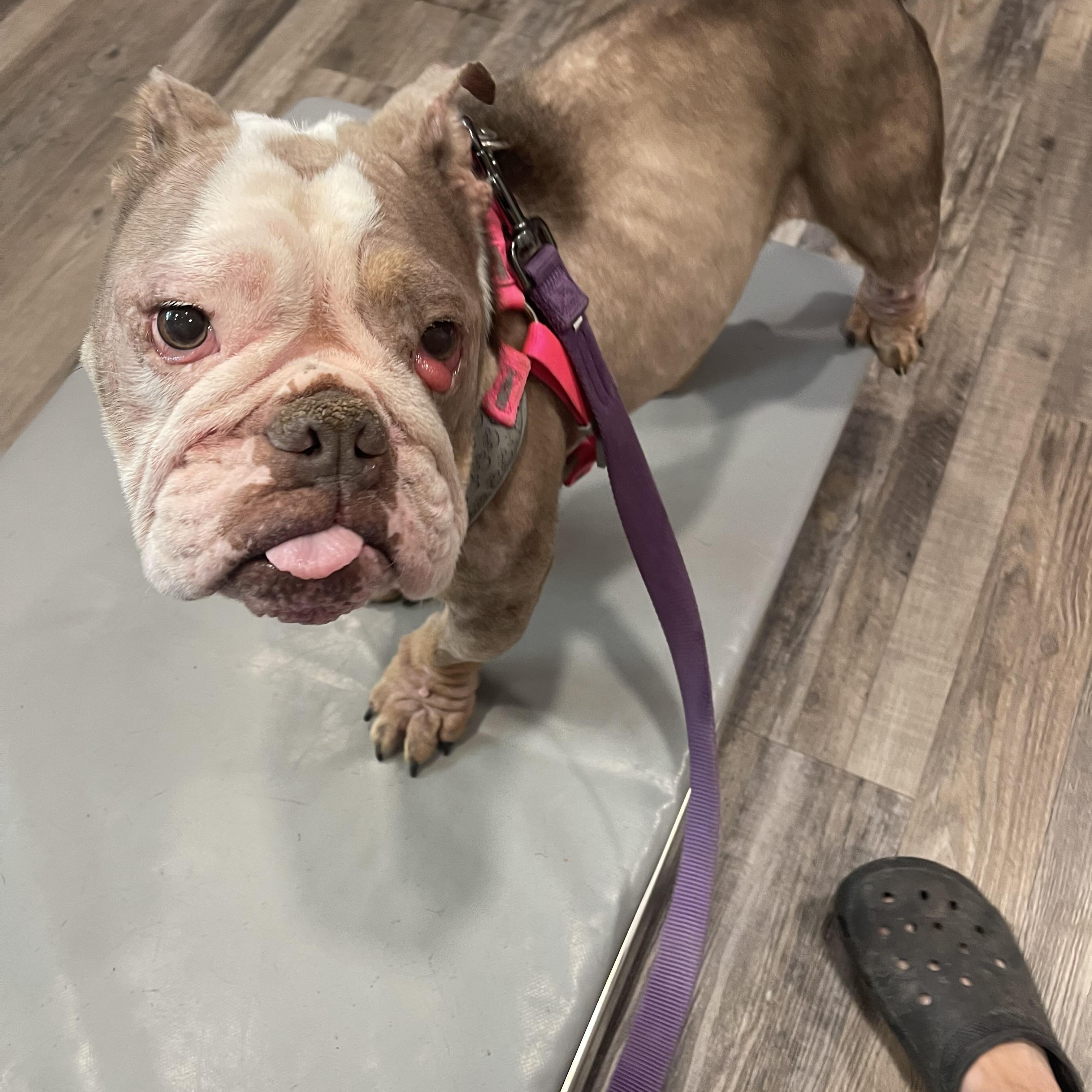 Enlarge Josie, a Adoptable English Bulldog in Baton Rouge, LA image 4/6