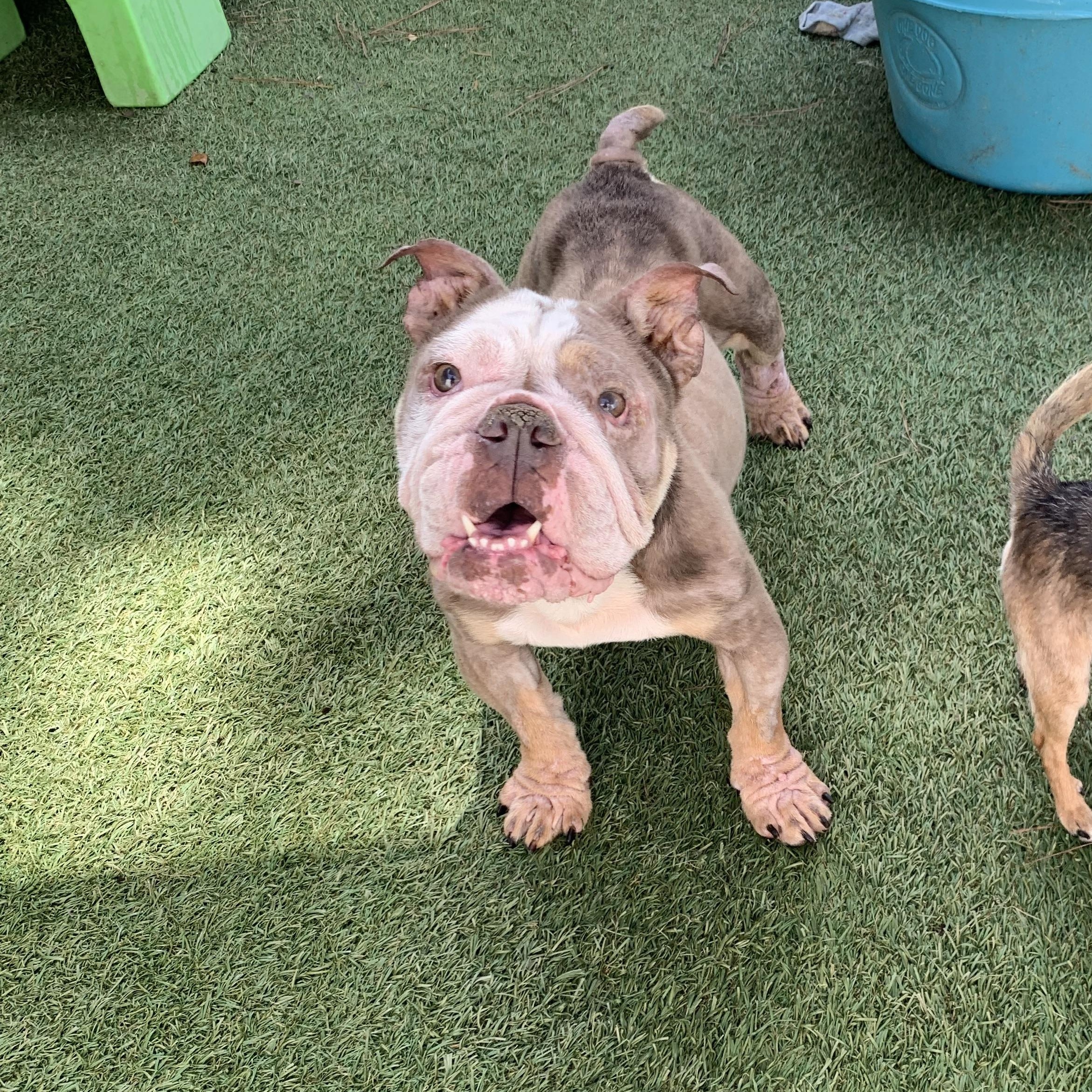 Enlarge Josie, a Adoptable English Bulldog in Baton Rouge, LA image 2/6