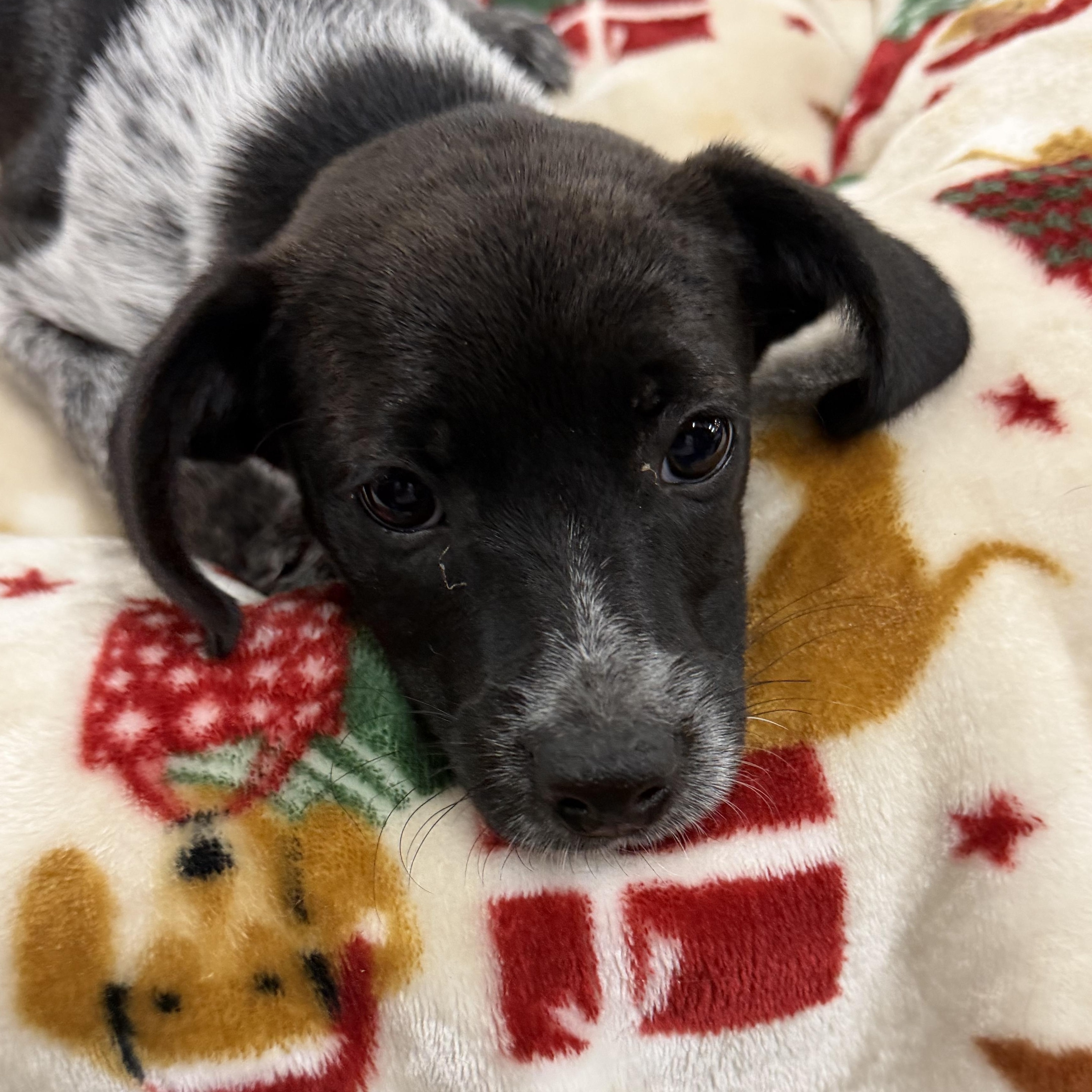 Bluey, a ADOPTABLE mixed breed in Muldrow, OK image 2/4