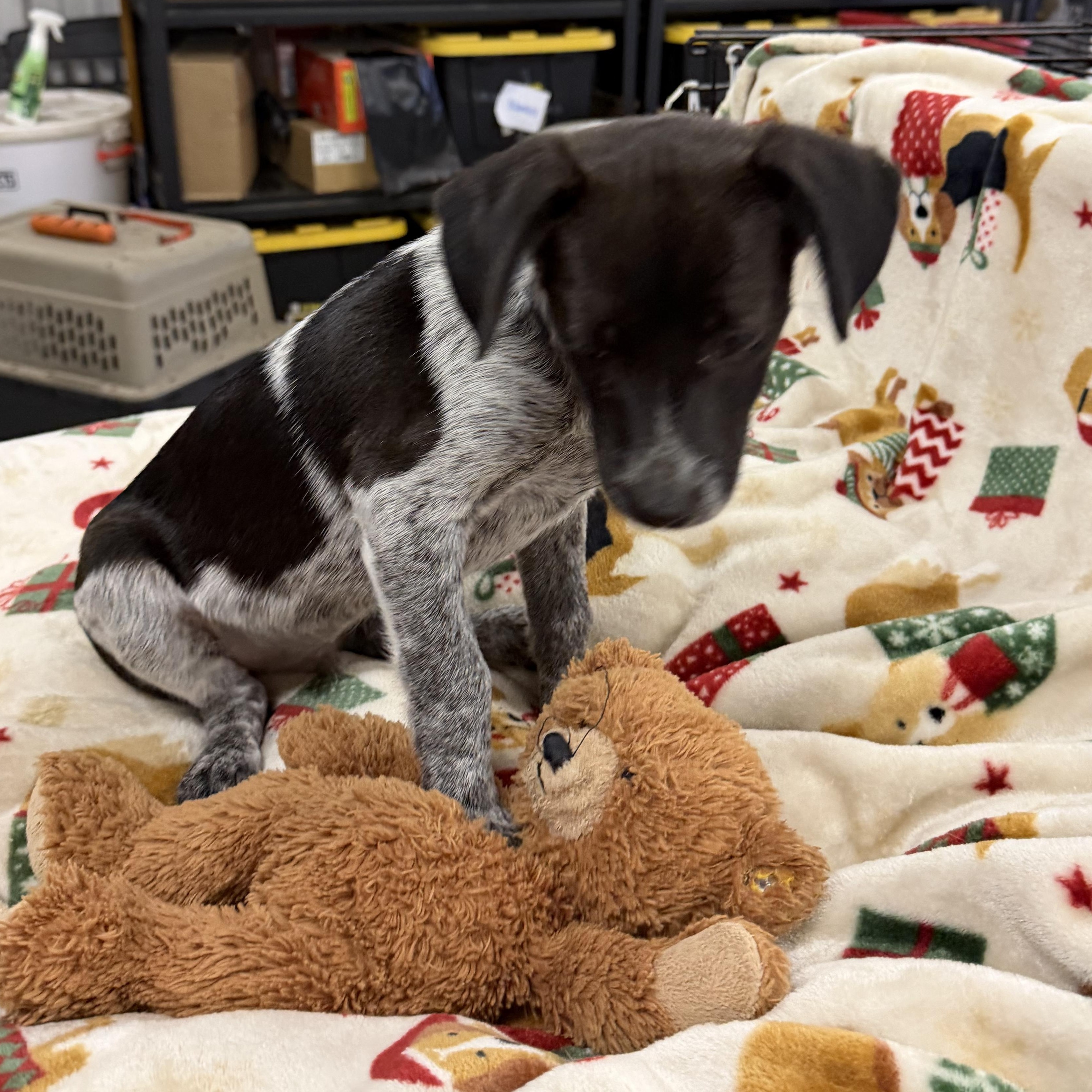 Bluey, a ADOPTABLE mixed breed in Muldrow, OK image 4/4