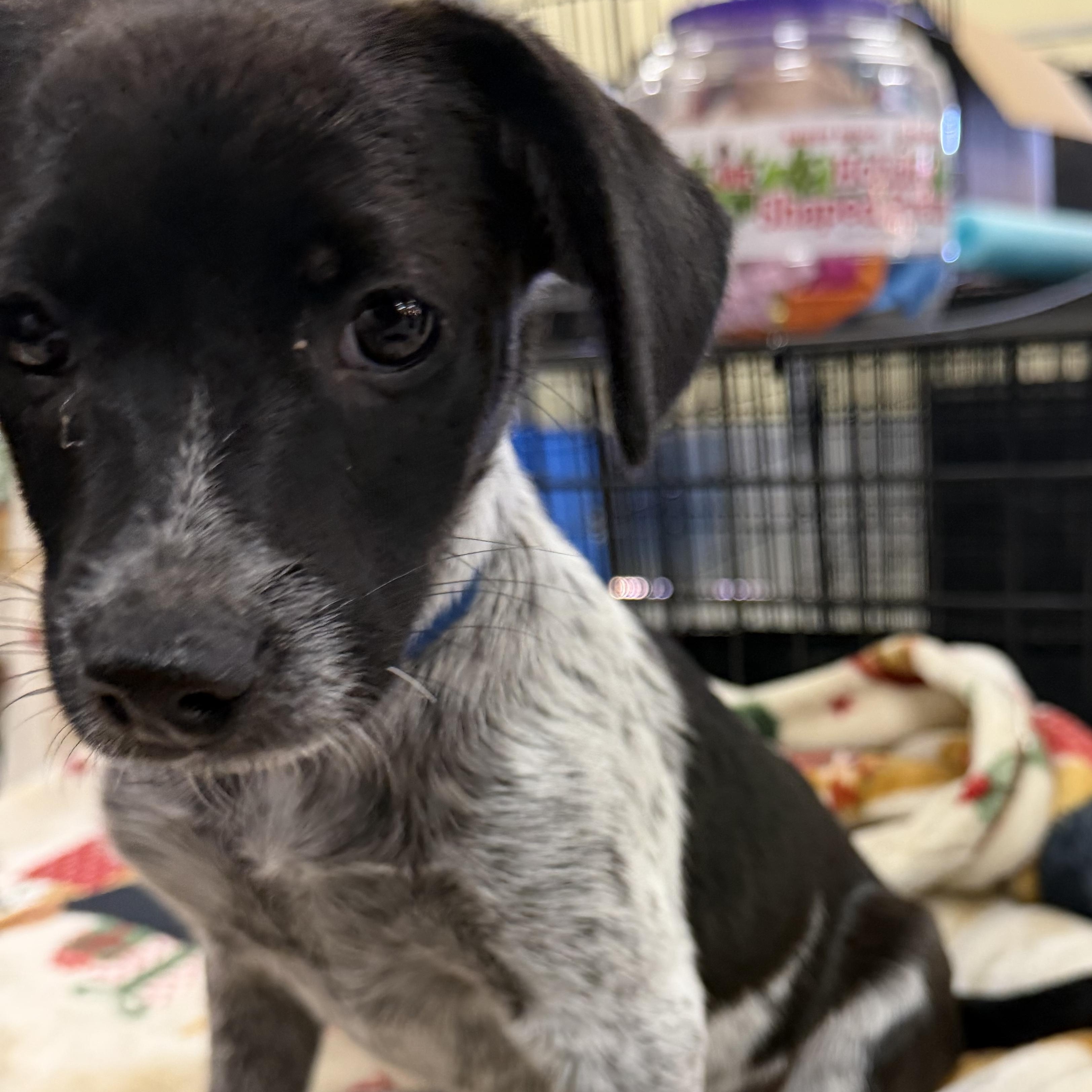 Bluey, a ADOPTABLE mixed breed in Muldrow, OK image 3/4