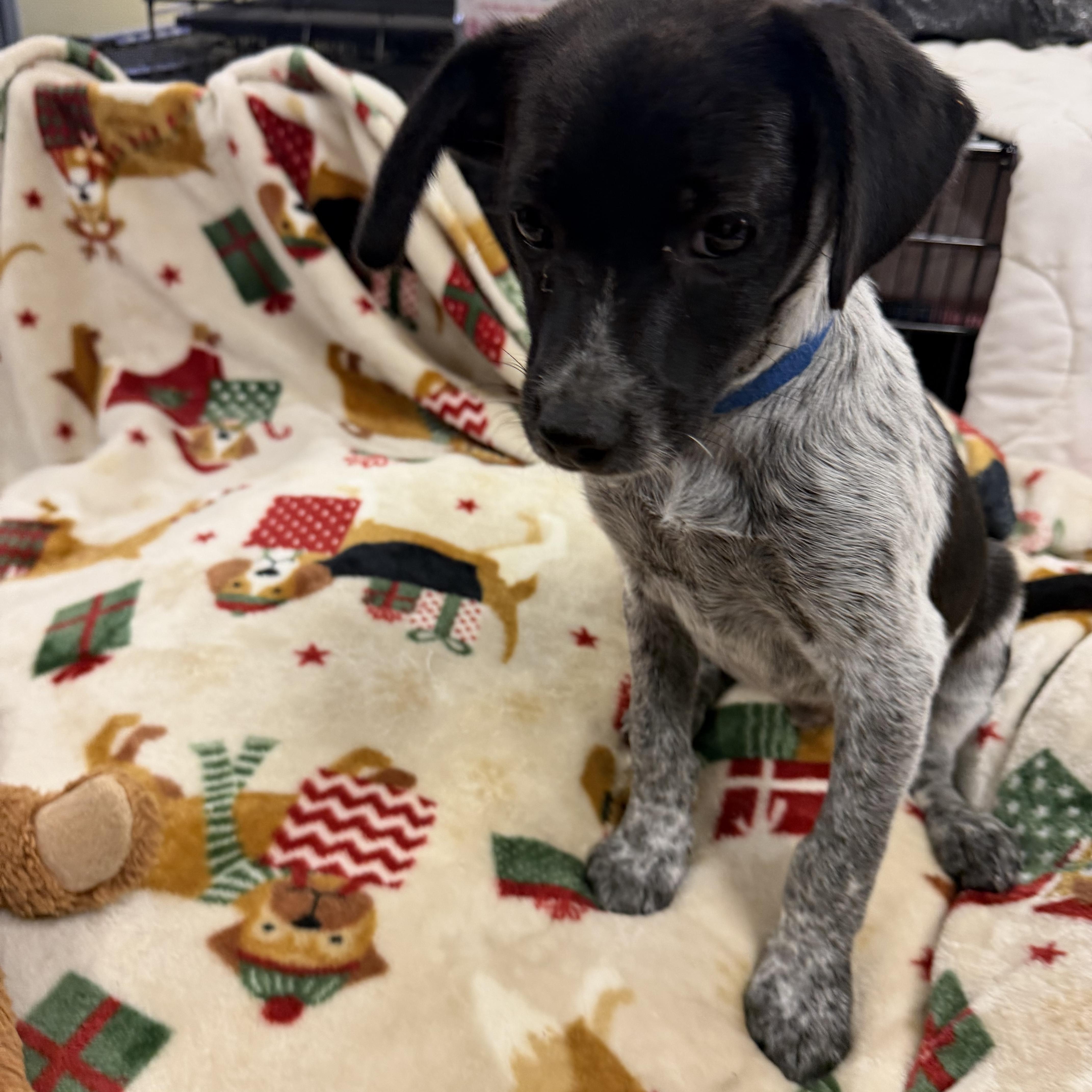 Bluey, a ADOPTABLE mixed breed in Muldrow, OK image 1/4