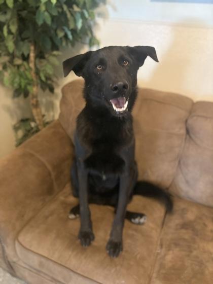 Franky (Midnight), Adoptable, Young Male Black Labrador Retriever.