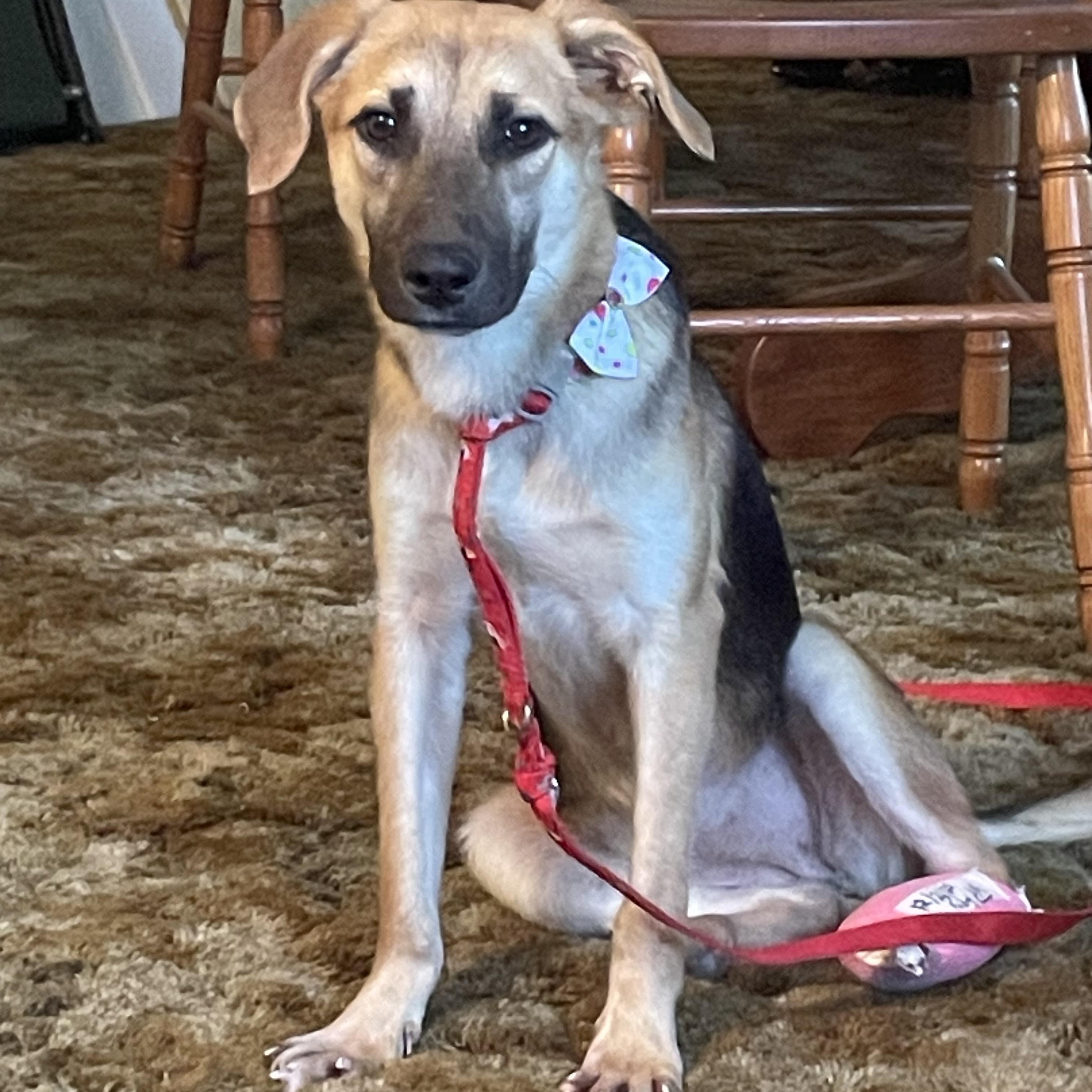Enlarge Sage (mini GSD), a ADOPTABLE mixed breed in Baton Rouge, LA image 2/2