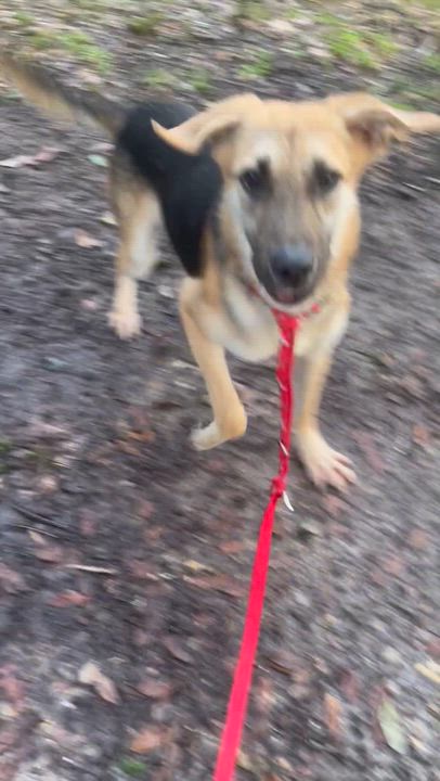 Enlarge Sage (mini GSD), a ADOPTABLE mixed breed in Baton Rouge, LA video 1/2