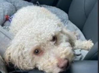 Cruiser, Adoptable, Adult Male Poodle & Maltese.