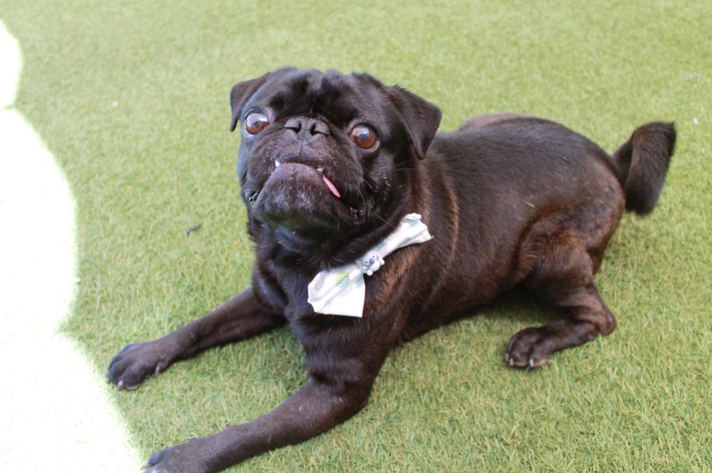 Mazi, Adoptable, Adult Male Pug.