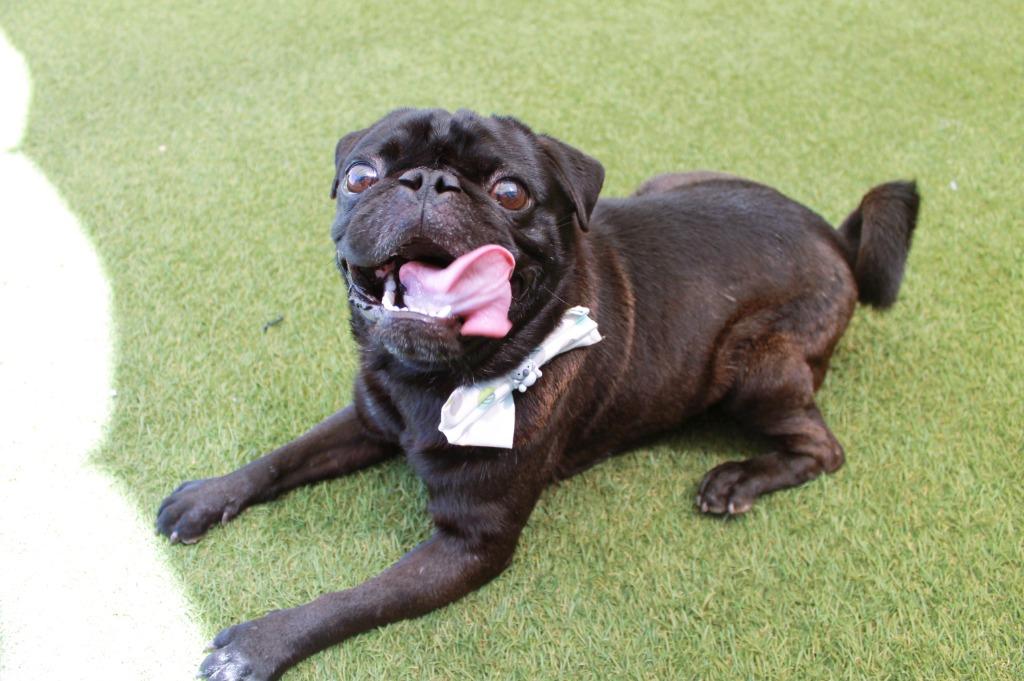 Mazi, a Adoptable Pug in Gardena, CA image 2/6