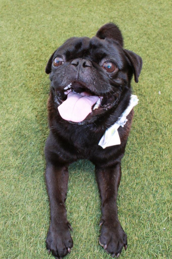 Mazi, a Adoptable Pug in Gardena, CA image 3/6